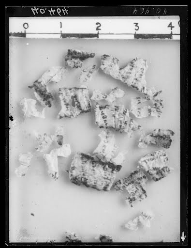 1QPhyl (1Q Phylactery) (Scan 2) showing Deuteronomy 5:24 from Late 2nd Century BC found in Qumran, Cave 1, currently housed at Jordan Archaeological Museum, Amman
