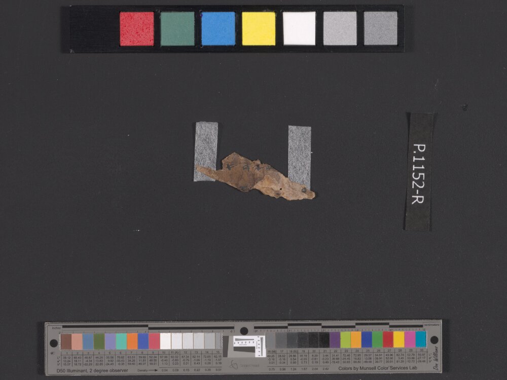 4QpaleoJobᶜ showing Job 13:18 from Late 3rd Century BC - Mid-2nd Century BC found in Qumran, Cave 4, currently housed at Rockefeller Museum, Jerusalem