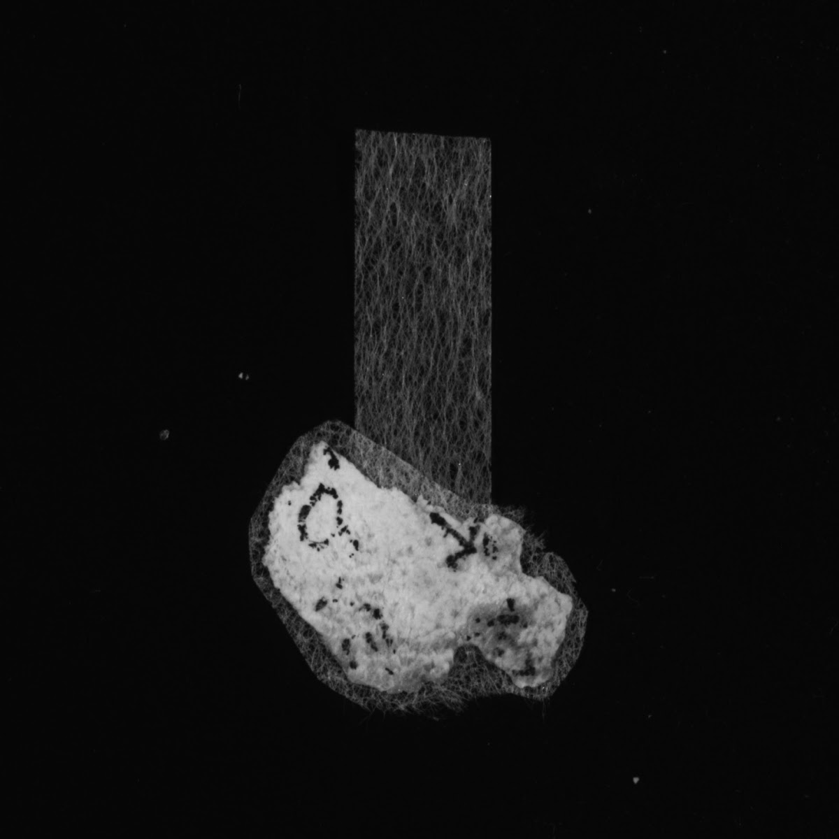 4Q LXXNumbers (Scan 8) showing Numbers 4:13 from Late 1st Century BC – Mid-1st Century AD found in Qumran, Cave 4, currently housed at Rockefeller Museum, Jerusalem