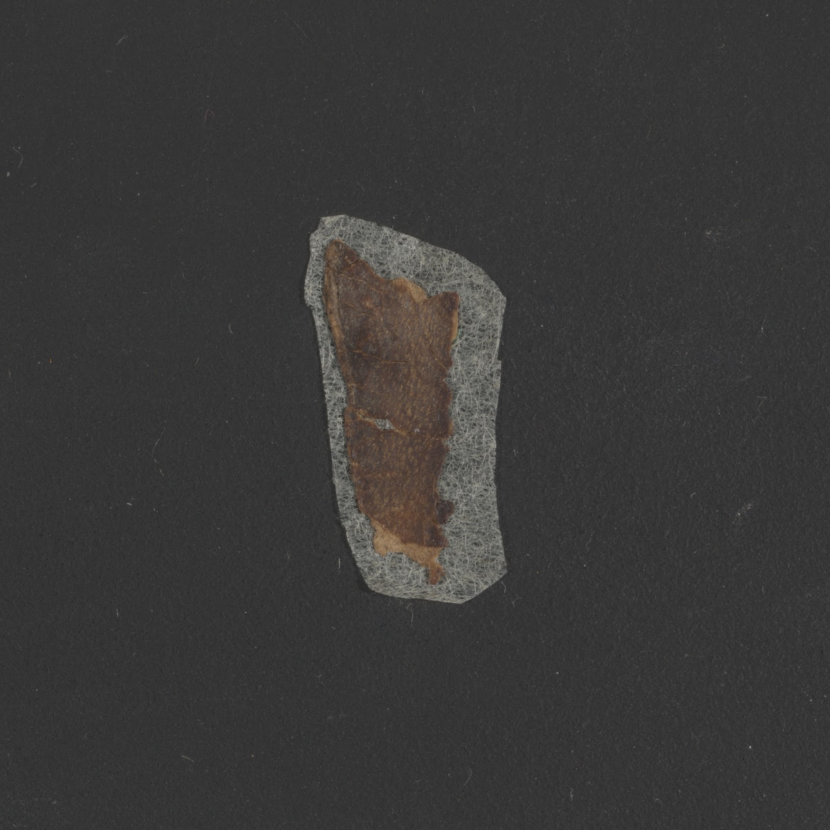 4QExod-Lev(f) showing Exodus 40:21 from Mid- to Late 3rd Century BC found in Qumran, Cave 4, currently housed at Rockefeller Museum, Jerusalem