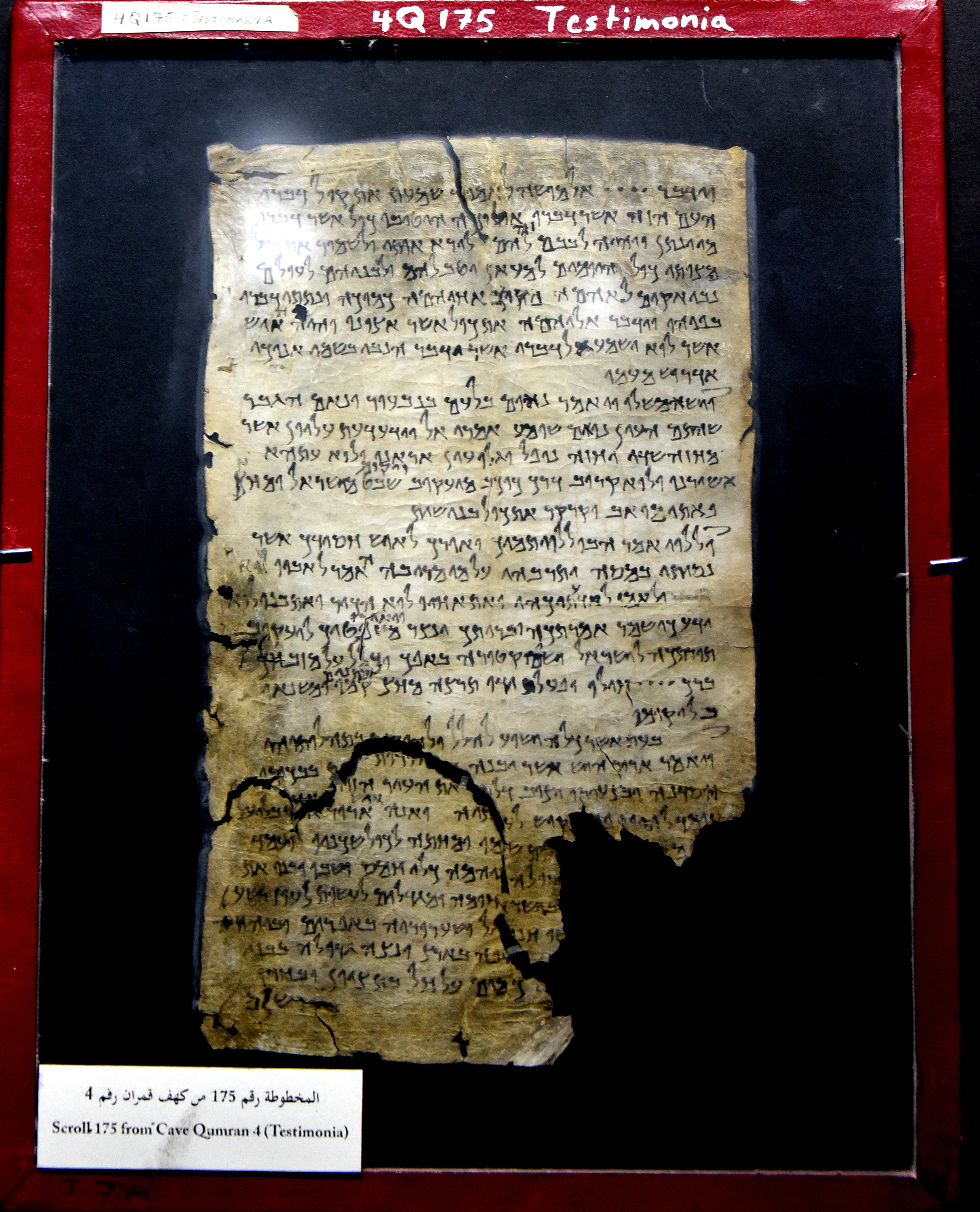 4QTestimonia (Testimonia) (Scan 2) showing Numbers 24:17 from Early 1st Century BC (c. 100–75 BC) found in Qumran, Cave 4, currently housed at The Jordan Museum, Amman, Jordan