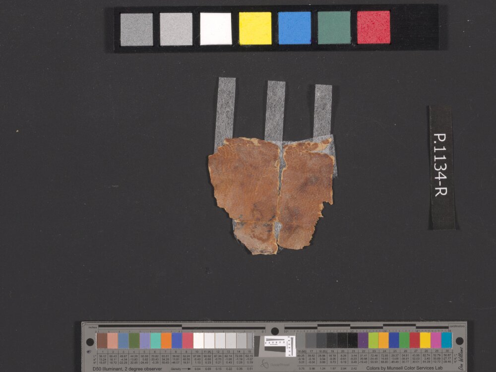 4QpaleoExodus m (Scan 3) showing Exodus 32:2 from Late Hasmonean Period (c. 100–25 BC) found in Qumran, Cave 4, currently housed at Rockefeller Museum, Jerusalem