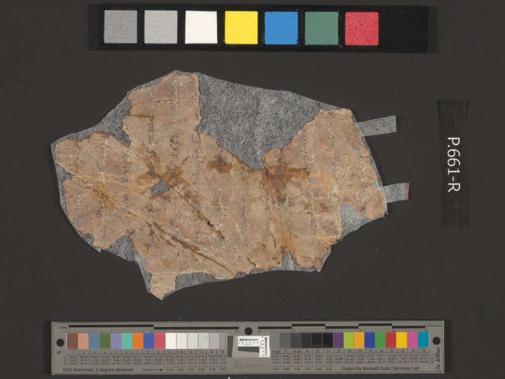 4QpaleoExodus m (Scan 4) showing Exodus 10:21 from Late Hasmonean Period (c. 100–25 BC) found in Qumran, Cave 4, currently housed at Rockefeller Museum, Jerusalem