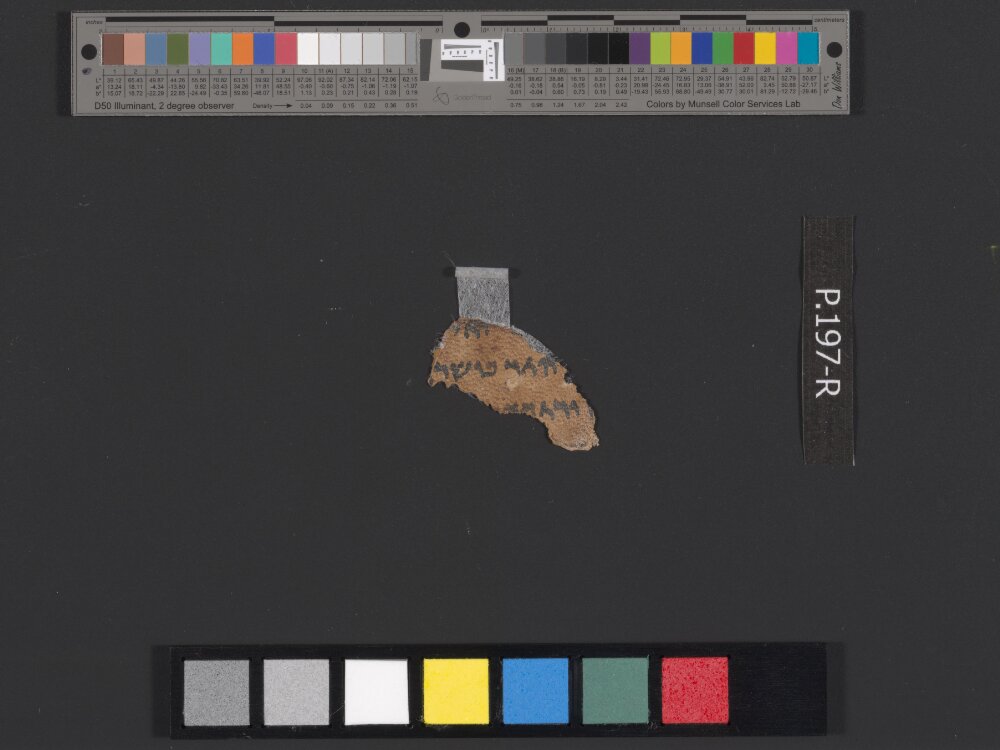 4QLeviticus-e showing Leviticus 20:2 from c. 100–30 BC found in Qumran, Cave 4, currently housed at Rockefeller Museum, Jerusalem