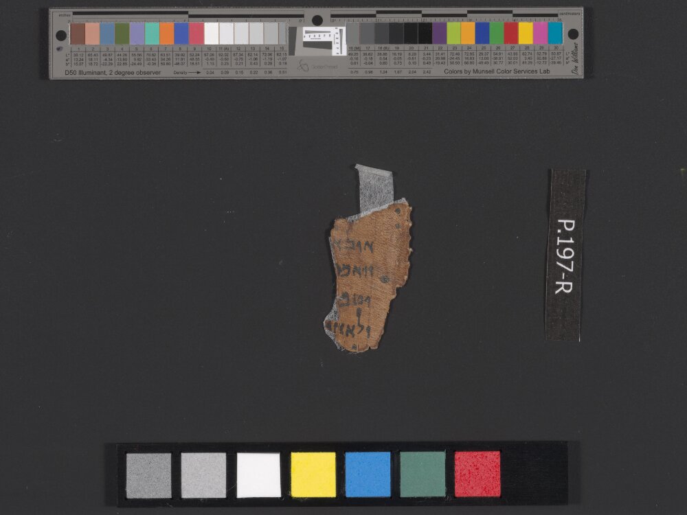 4QLeviticus-e showing Leviticus 21:2 from c. 100–30 BC found in Qumran, Cave 4, currently housed at Rockefeller Museum, Jerusalem