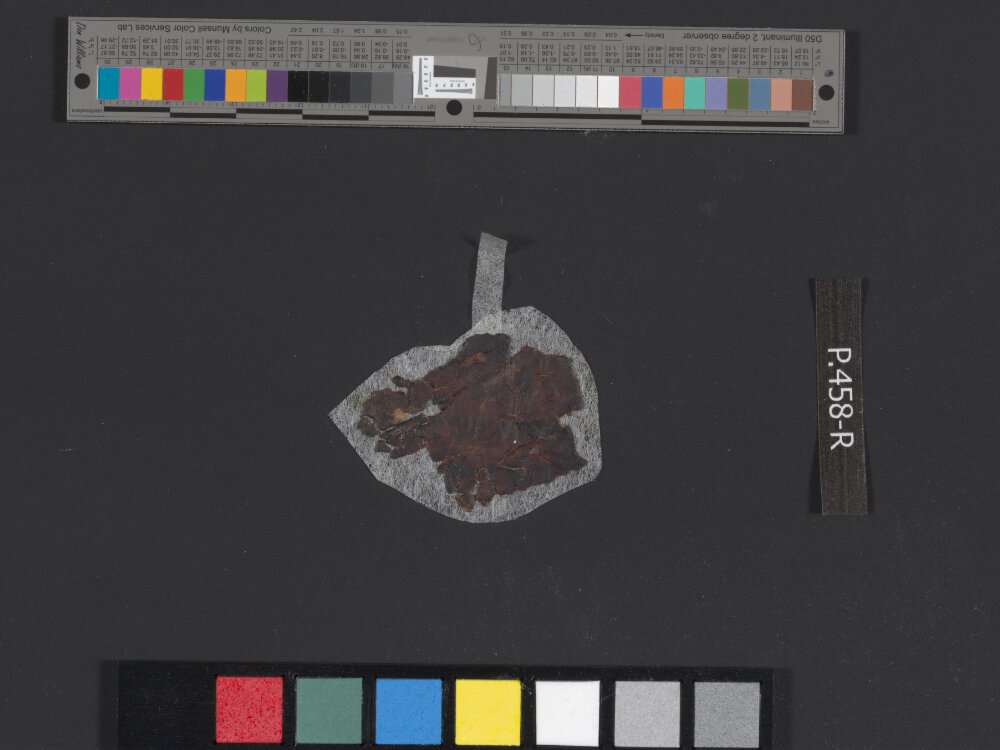 4Q Reworked Pentateuch b showing Deuteronomy 10:6 from c. 75–50 BC found in Qumran, Cave 4, currently housed at Rockefeller Museum, Jerusalem