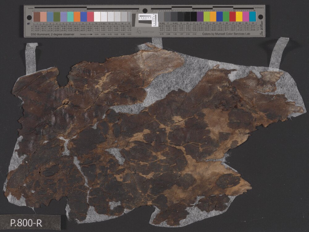 4Q Reworked Pentateuch c (Scan 2) showing Exodus 14:21 from c. 75–50 BC found in Qumran, Cave 4, currently housed at Rockefeller Museum, Jerusalem