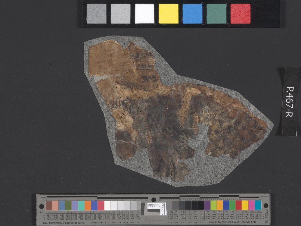 4QReworked Pentateuch e showing Leviticus 11:47 from Late 2nd Century BC - Mid-1st Century BC found in Qumran, Cave 4, currently housed at Rockefeller Museum, Jerusalem