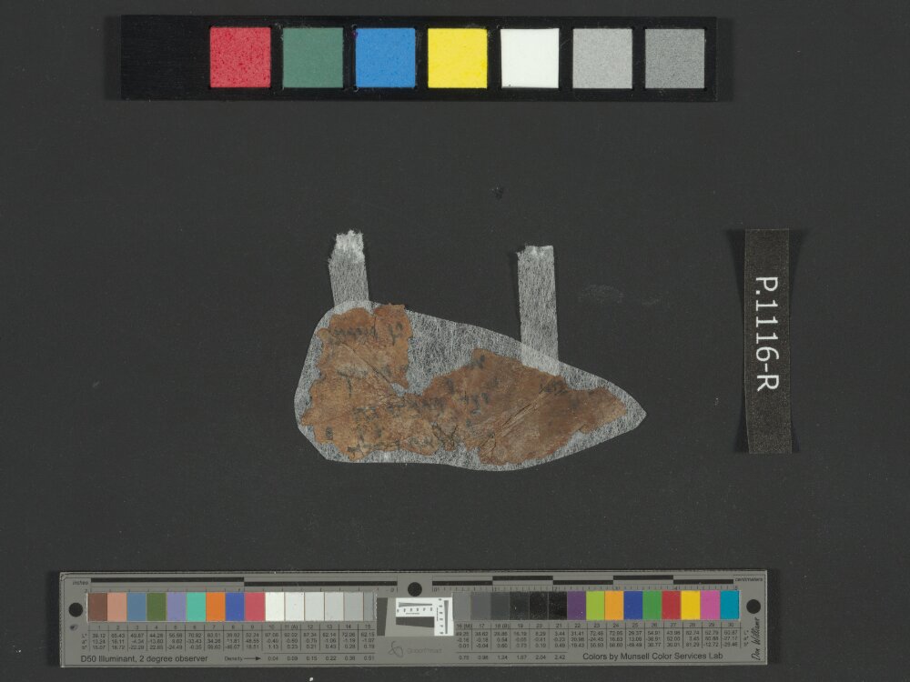 4QJobᵃ showing Job 36:7 from c. 175–60 BC found in Qumran, Cave 4, currently housed at Rockefeller Museum, Jerusalem