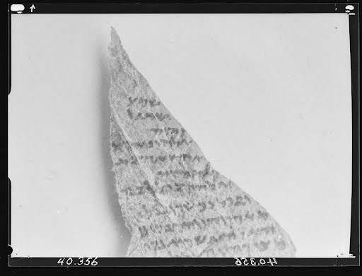 Mur4 (Wadi Murabba'at Phylacteries) (Scan 2) showing Deuteronomy 6:4 from Roman found in Wadi Murabba'at