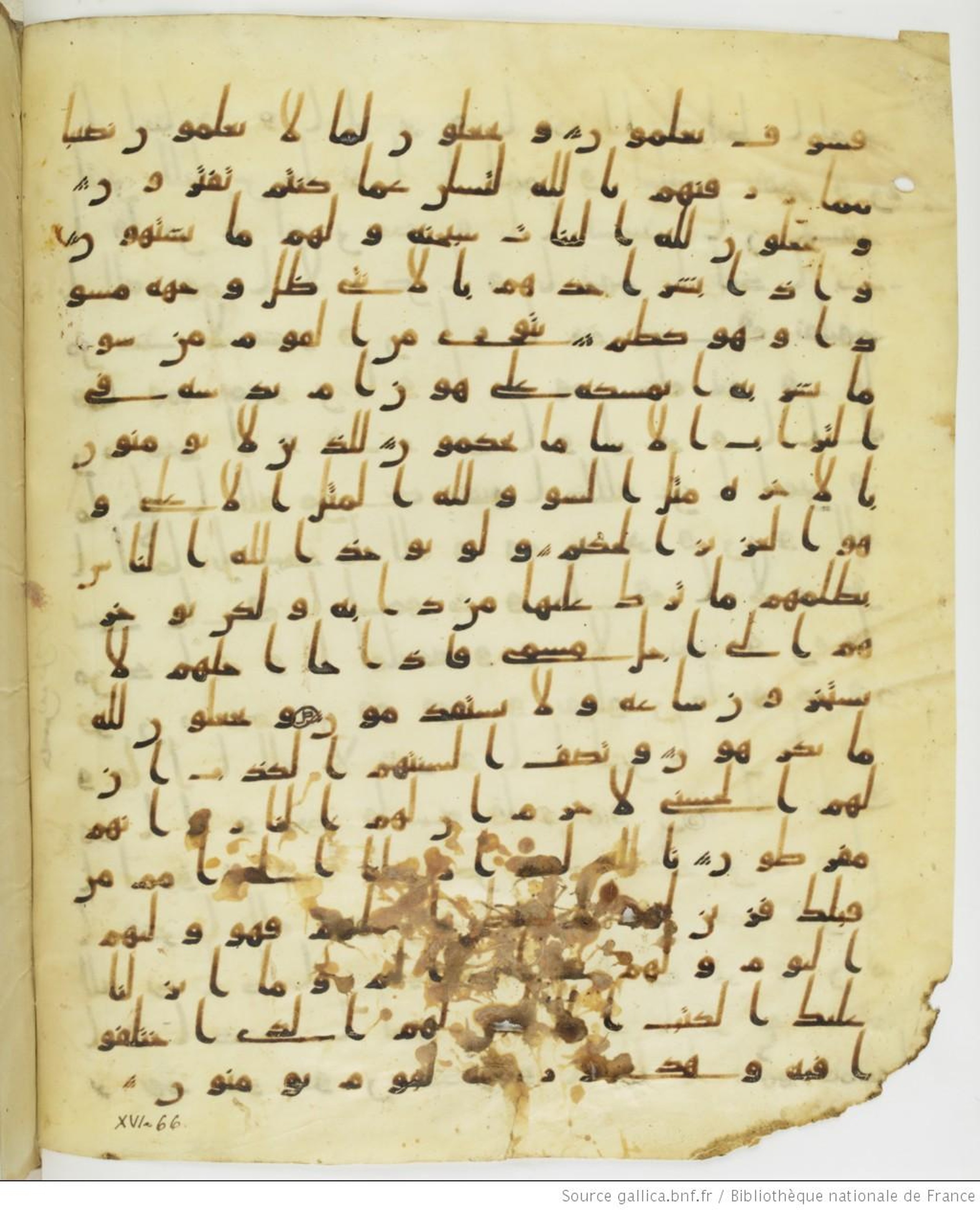 Staatsbibliothek zu Berlin, Ms. or. fol. 4313 (Scan 2), in Ḥiǧāzī (close to type II) script, showing Surah 16:64 from Mid to Late 7th Century AD found in Fustat (Old Cairo), Egypt, currently housed at Staatsbibliothek zu Berlin, Berlin