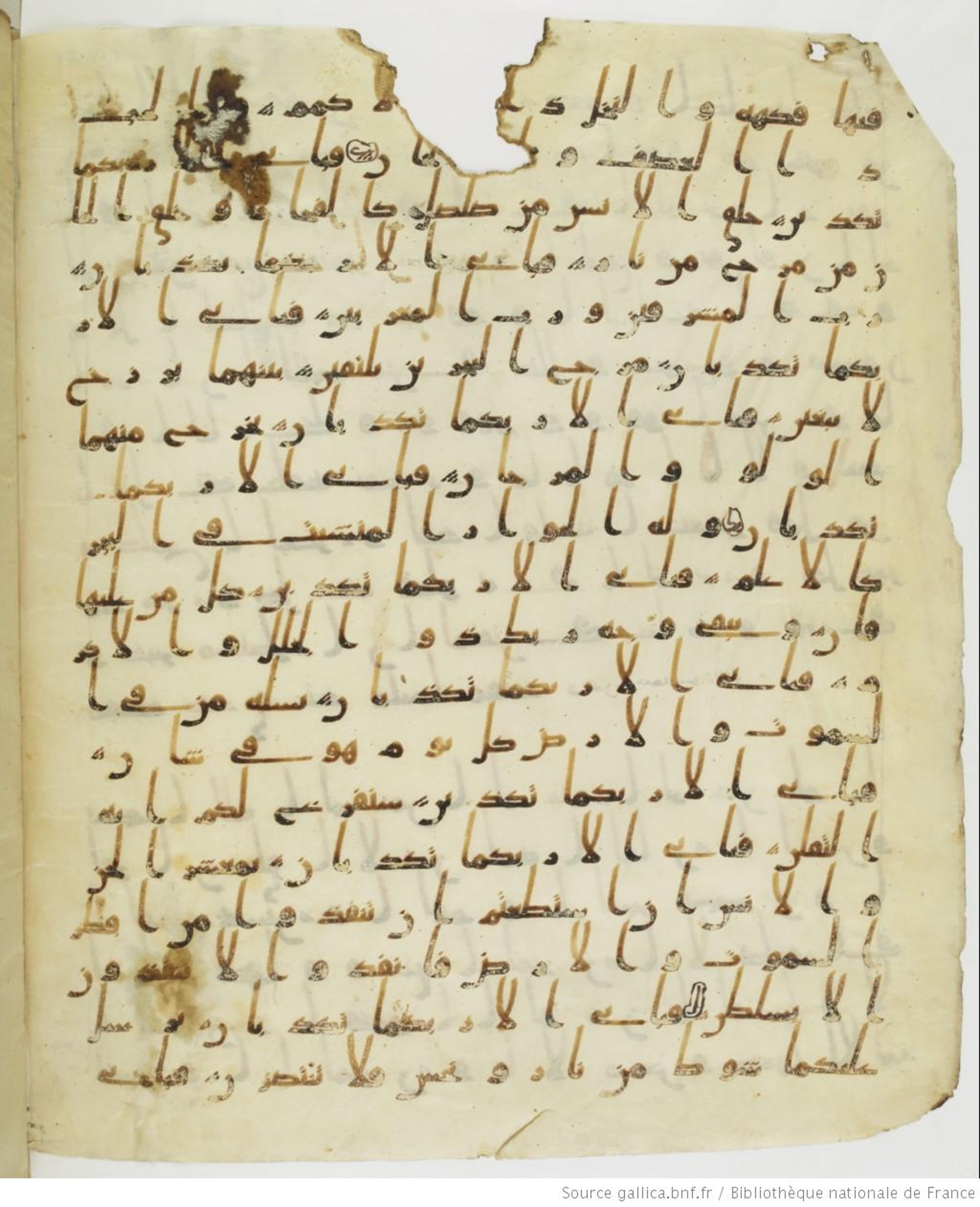 Staatsbibliothek zu Berlin, Ms. or. fol. 4313 (Scan 4), in Ḥiǧāzī (close to type II) script, showing Surah 55:21 from Mid to Late 7th Century AD found in Fustat (Old Cairo), Egypt, currently housed at Staatsbibliothek zu Berlin, Berlin