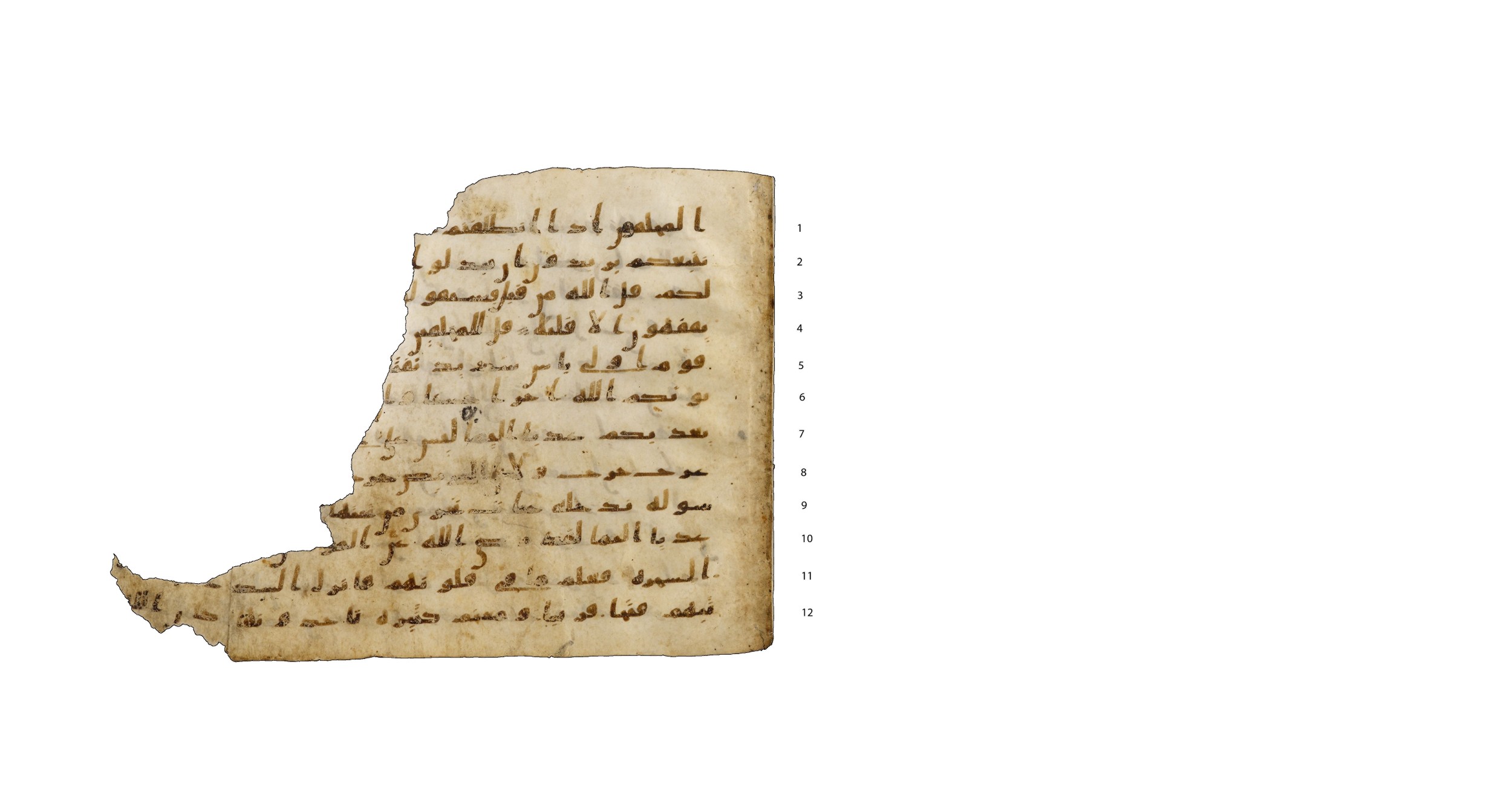 Codex Amrensis 1, in Ḥiǧāzī I script, showing Surah 48:18 from Early to Mid 8th Century AD found in Fustat (Old Cairo), Egypt, currently housed at Bibliothèque nationale de France, Paris