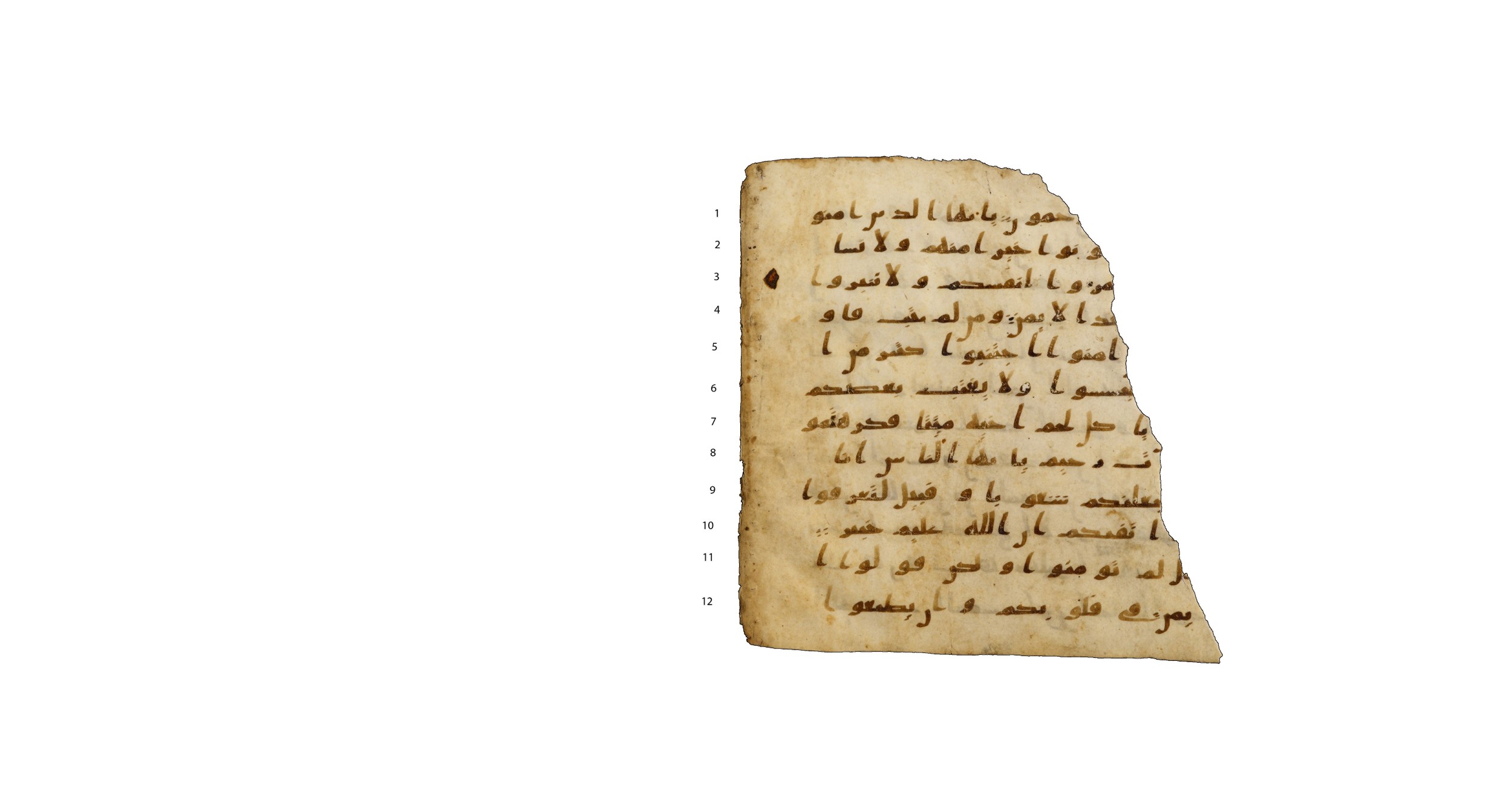 Codex Amrensis 1 (Scan 2), in Ḥiǧāzī I script, showing Surah 49:10 from Early to Mid 8th Century AD found in Fustat (Old Cairo), Egypt, currently housed at Bibliothèque nationale de France, Paris