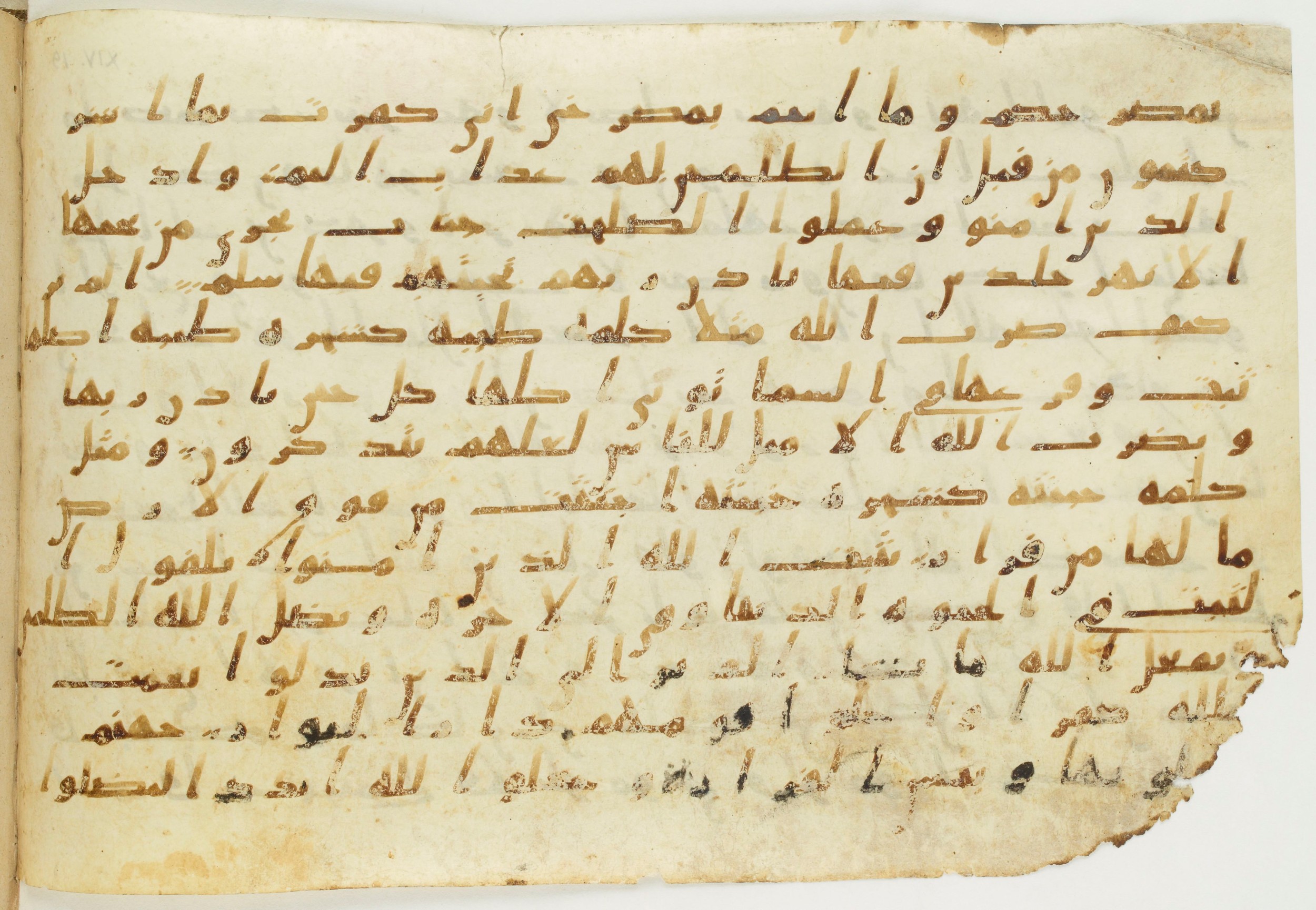 Codex Amrensis 1 (Scan 2), in Ḥiǧāzī I script, showing Surah 14:28 from Early to Mid 8th Century AD found in Fustat (Old Cairo), Egypt, currently housed at Bibliothèque nationale de France, Paris