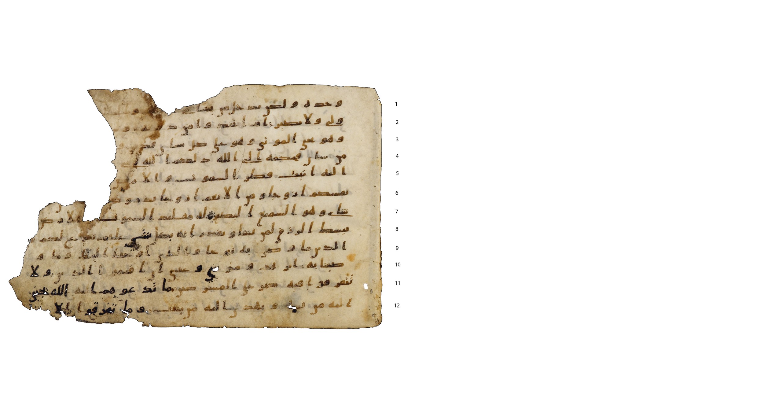 Codex Amrensis 1 (Scan 2), in Ḥiǧāzī I script, showing Surah 42:8 from Early to Mid 8th Century AD found in Fustat (Old Cairo), Egypt, currently housed at Bibliothèque nationale de France, Paris