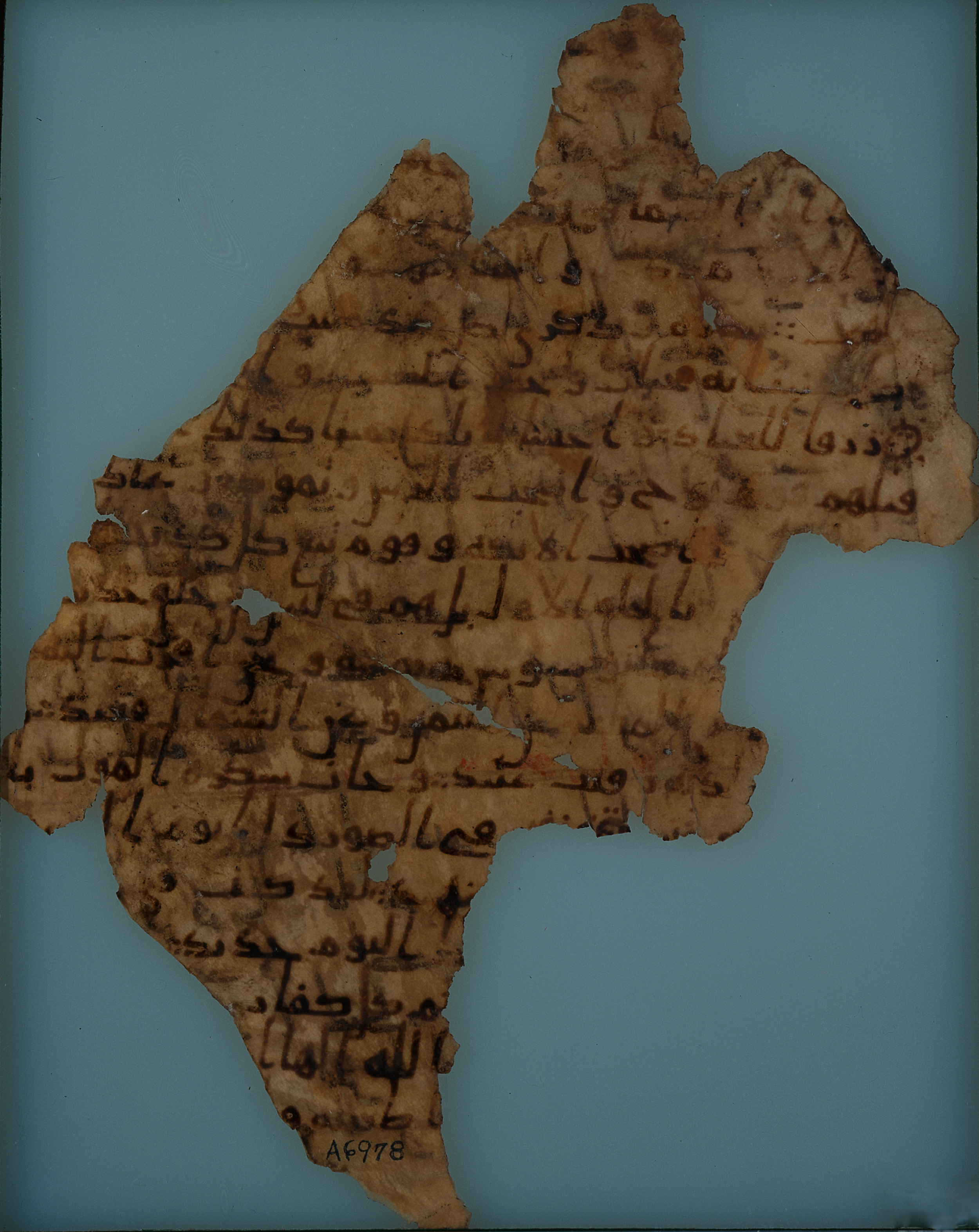Chicago, Institute for the Study of Ancient Cultures, A 6978, in ḥiǧāzī script, showing Surah 50:21 from Mid 7th to Mid 8th Century AD found in Egypt, currently housed at Institute for the Study of Ancient Cultures, Chicago