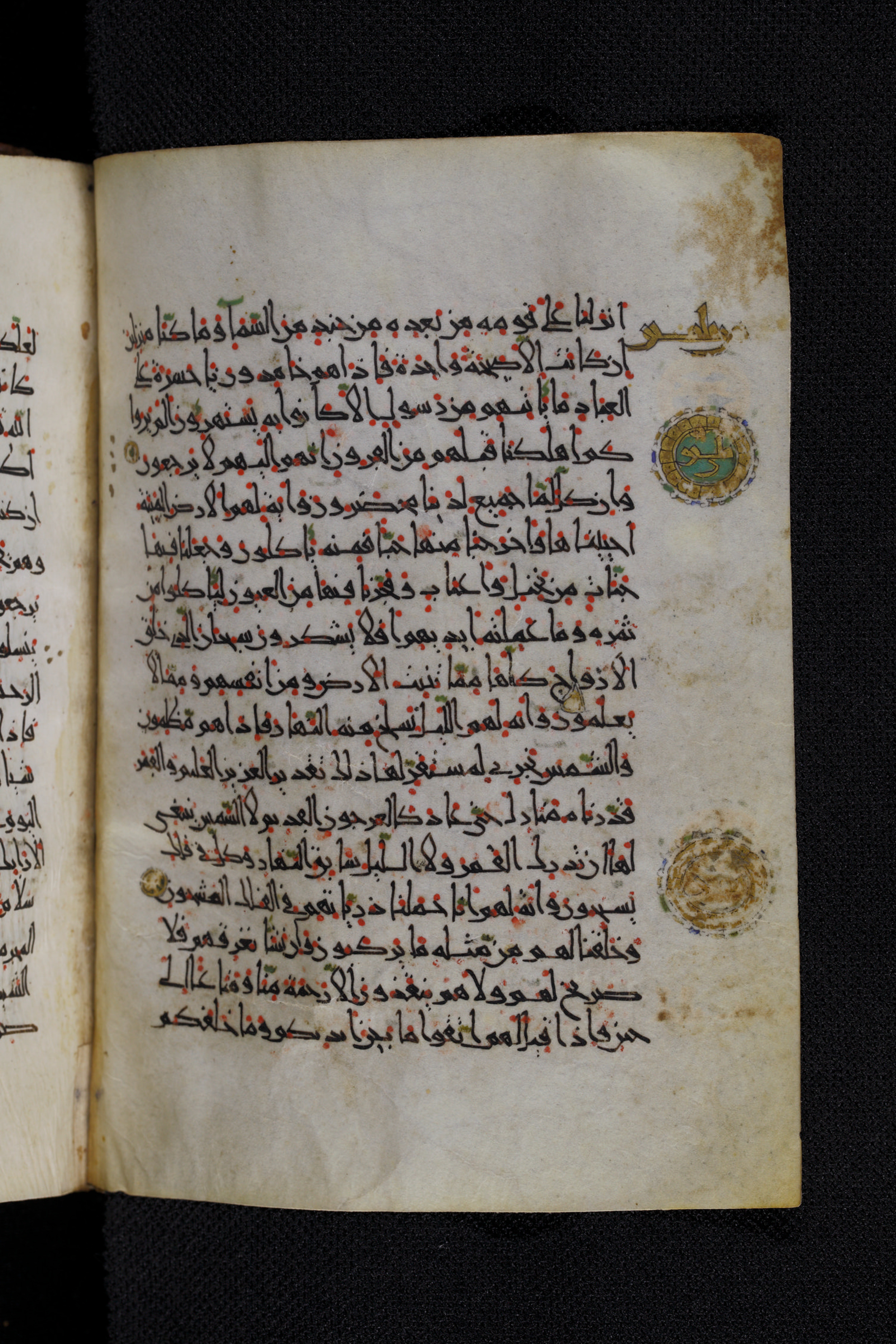 Diez A oct 172, in Transitional Maghrebi script, showing Surah 36:32 from Late 9th to Mid 11th Century AD found in Unknown, currently housed at Staatsbibliothek zu Berlin, Berlin, Germany