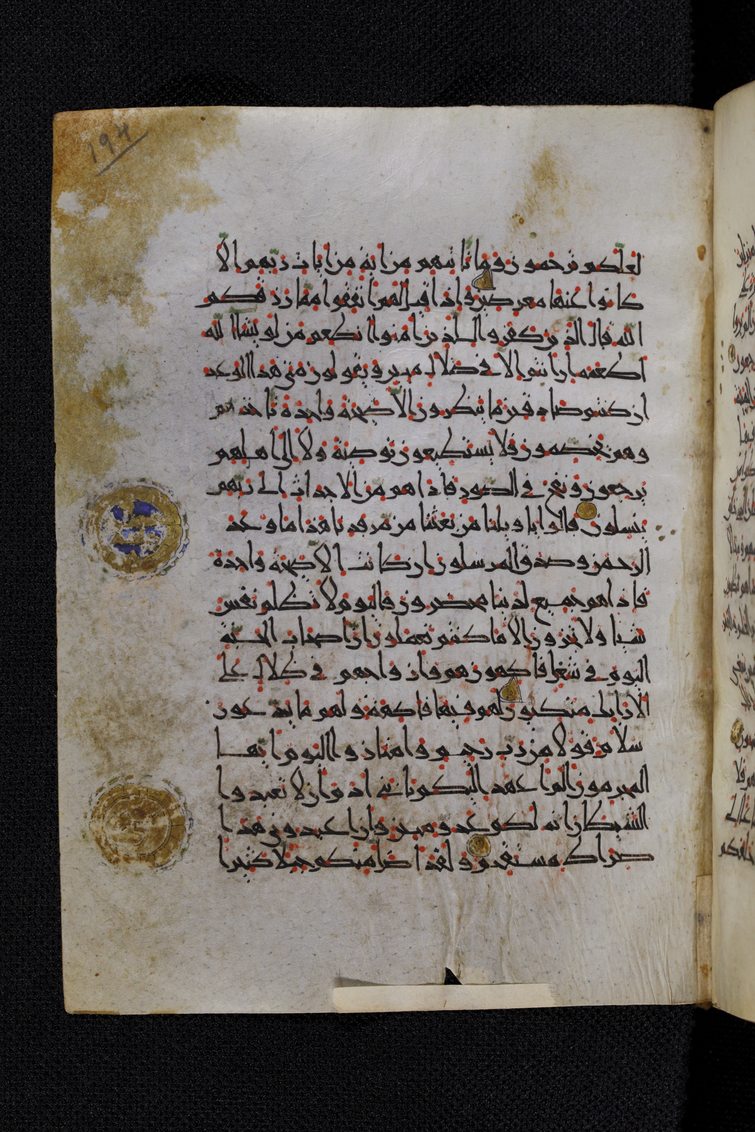Diez A oct 172, in Transitional Maghrebi script, showing Surah 36:49 from Late 9th to Mid 11th Century AD found in Unknown, currently housed at Staatsbibliothek zu Berlin, Berlin, Germany