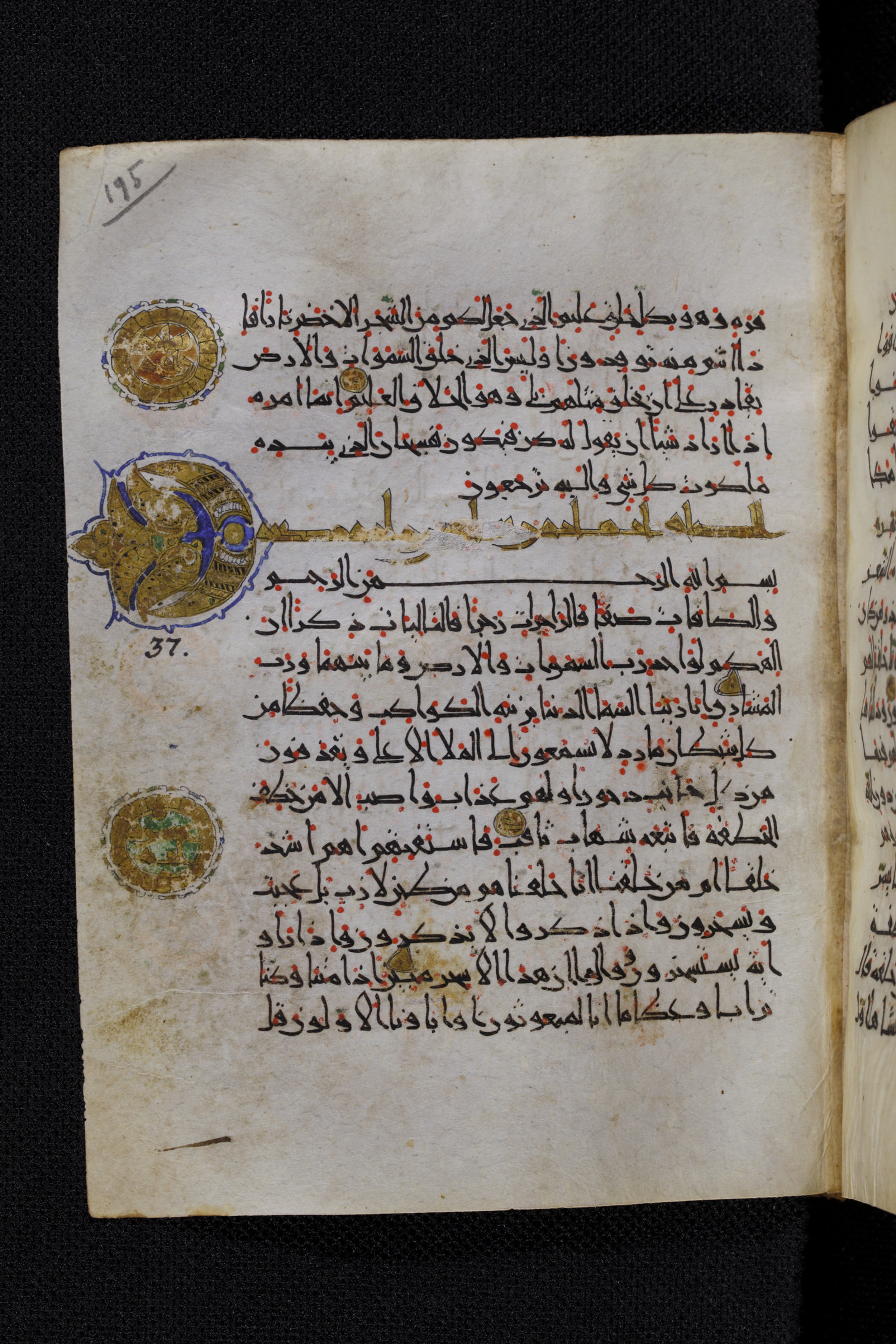 Diez A oct 172, in Transitional Maghrebi script, showing Surah 37:13 from Late 9th to Mid 11th Century AD found in Unknown, currently housed at Staatsbibliothek zu Berlin, Berlin, Germany