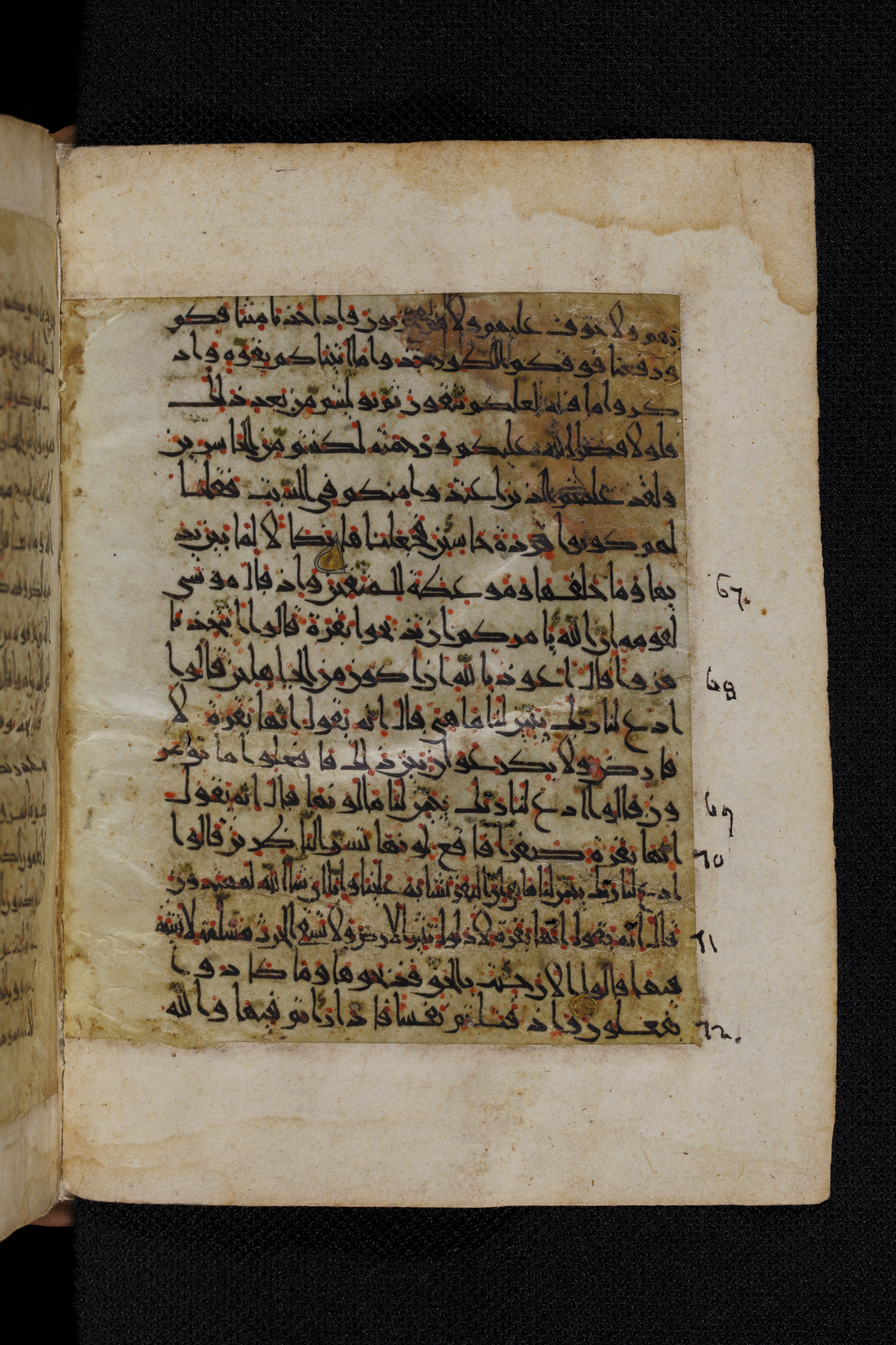 Diez A oct 172, in Transitional Maghrebi script, showing Surah 2:71 from Late 9th to Mid 11th Century AD found in Unknown, currently housed at Staatsbibliothek zu Berlin, Berlin, Germany
