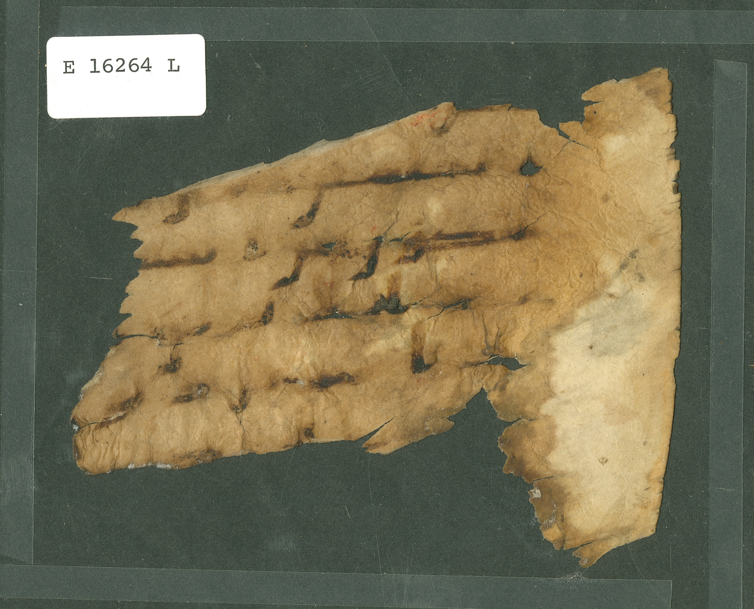 Chicago, Institute for the Study of Ancient Cultures, A 6992, in Ḥiǧāzī IV script, showing Surah 26:192 from 8th Century AD found in Egypt, currently housed at Institute for the Study of Ancient Cultures, Chicago