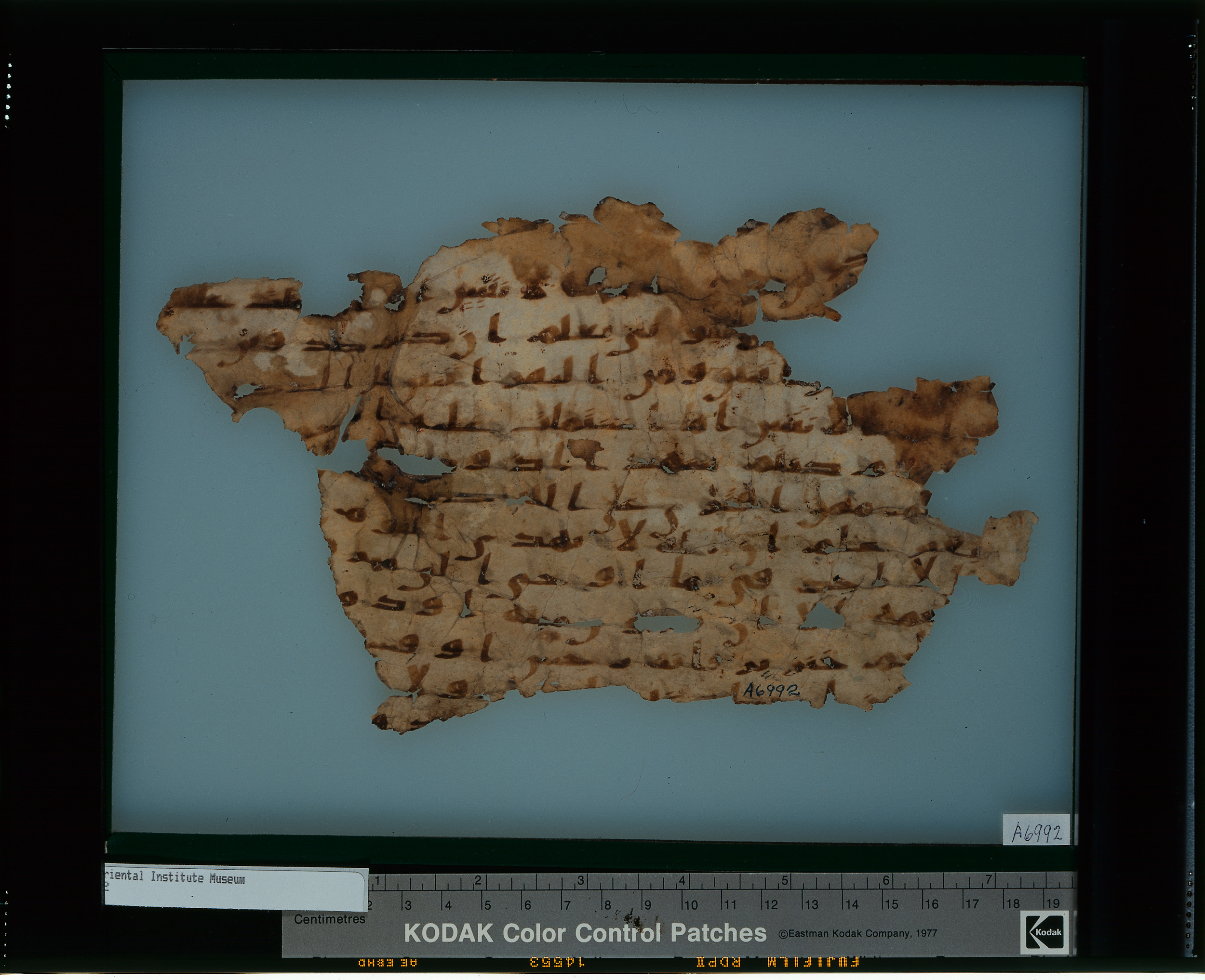 Chicago, Institute for the Study of Ancient Cultures, A 6992, in Ḥiǧāzī IV script, showing Surah 6:144 from 8th Century AD found in Egypt, currently housed at Institute for the Study of Ancient Cultures, Chicago