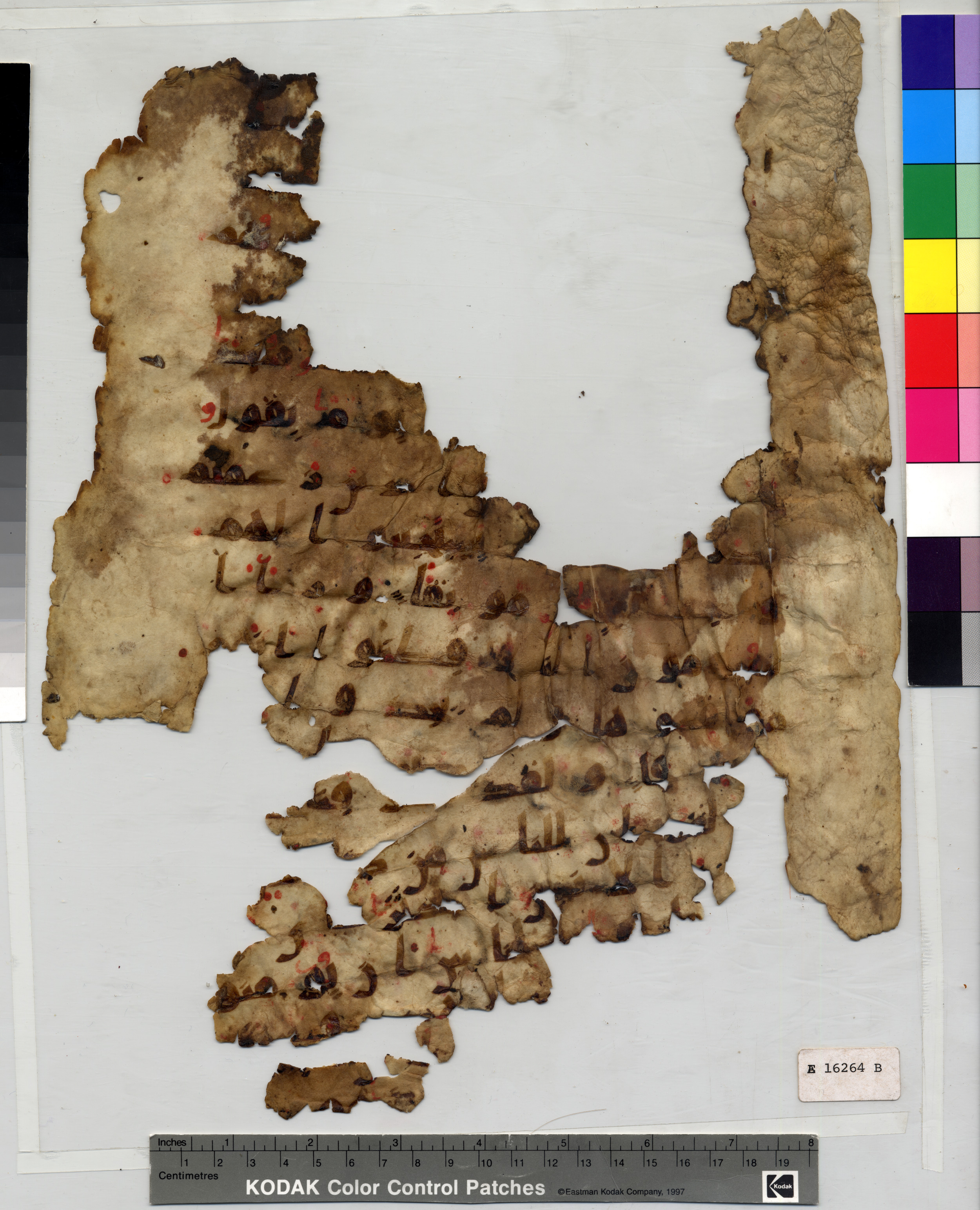 Philadelphia E 16264 B, in kūfī A.I script, showing Surah 18:49 from 8th Century AD found in Fustat (Old Cairo), Egypt, currently housed at Pennsylvania University Museum, Philadelphia, Pennsylvania