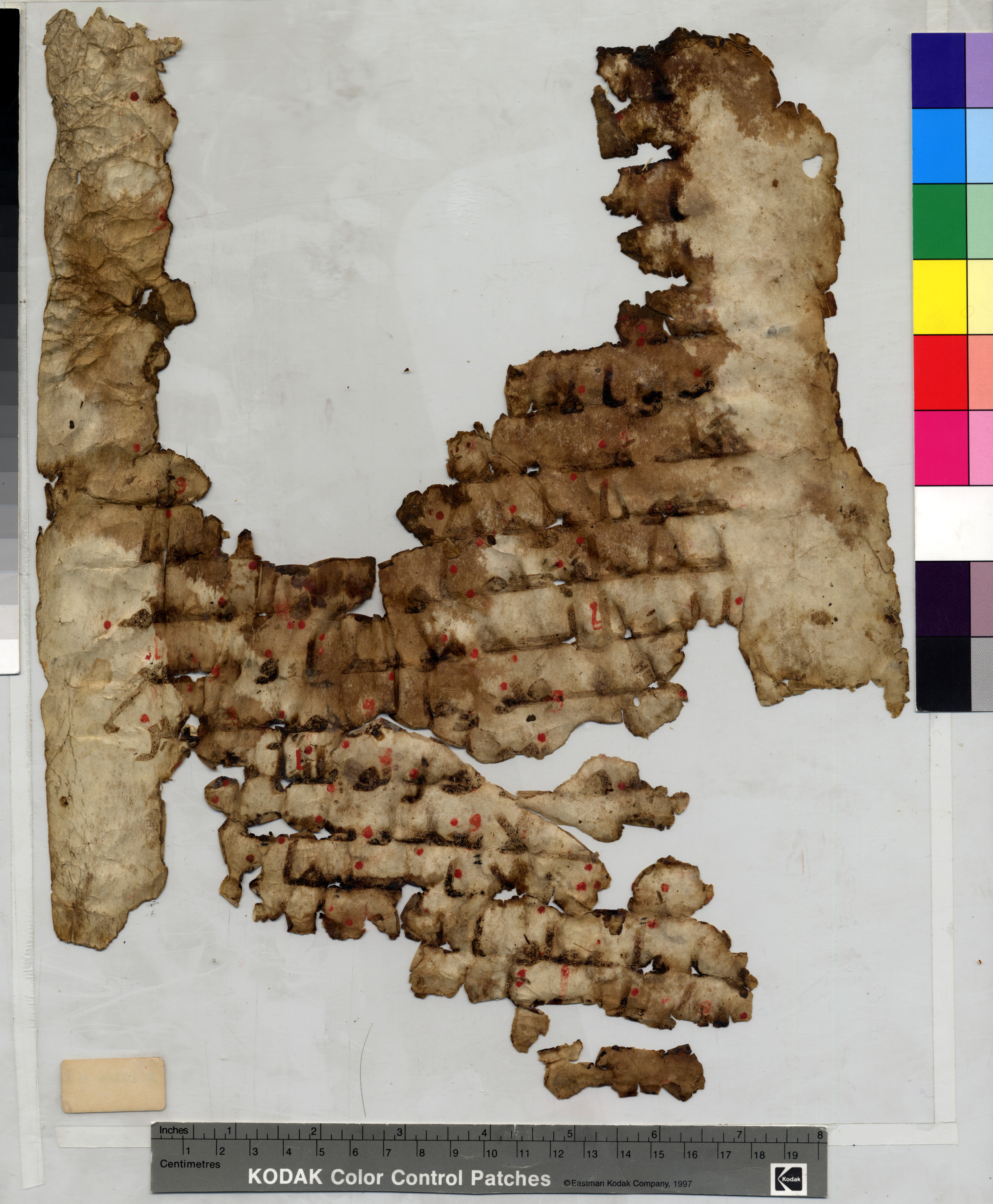 Philadelphia E 16264 B, in kūfī A.I script, showing Surah 18:53 from 8th Century AD found in Fustat (Old Cairo), Egypt, currently housed at Pennsylvania University Museum, Philadelphia, Pennsylvania