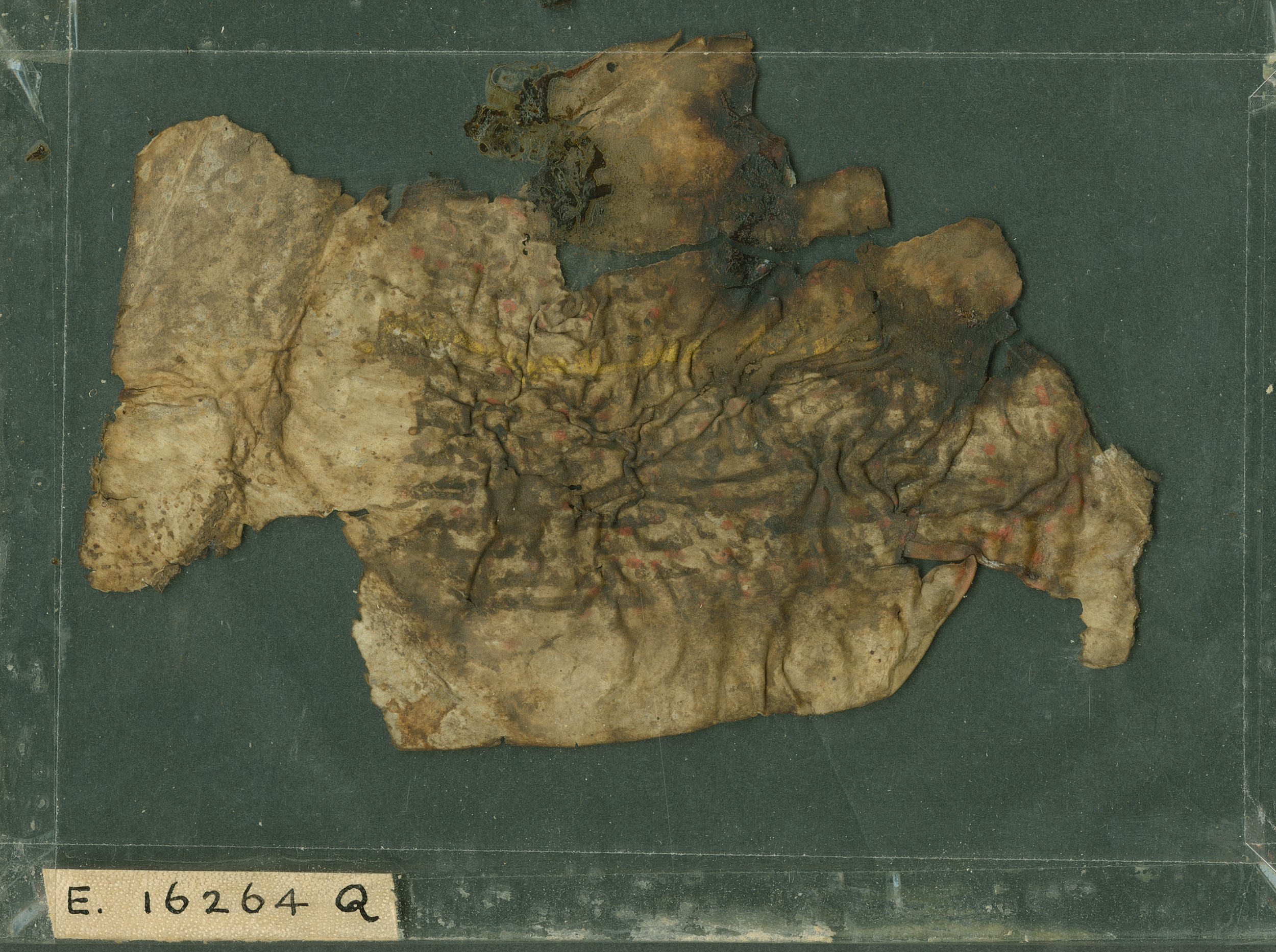 Philadelphia, Pennsylvania, Pennsylvania University Museum, E 16264 Q, in Kūfic script, showing Surah 3:21 from Mid 8th to Late 9th Century AD found in al-Fusṭāṭ (Fustat), Egypt, currently housed at Pennsylvania University Museum, Philadelphia, Pennsylvania