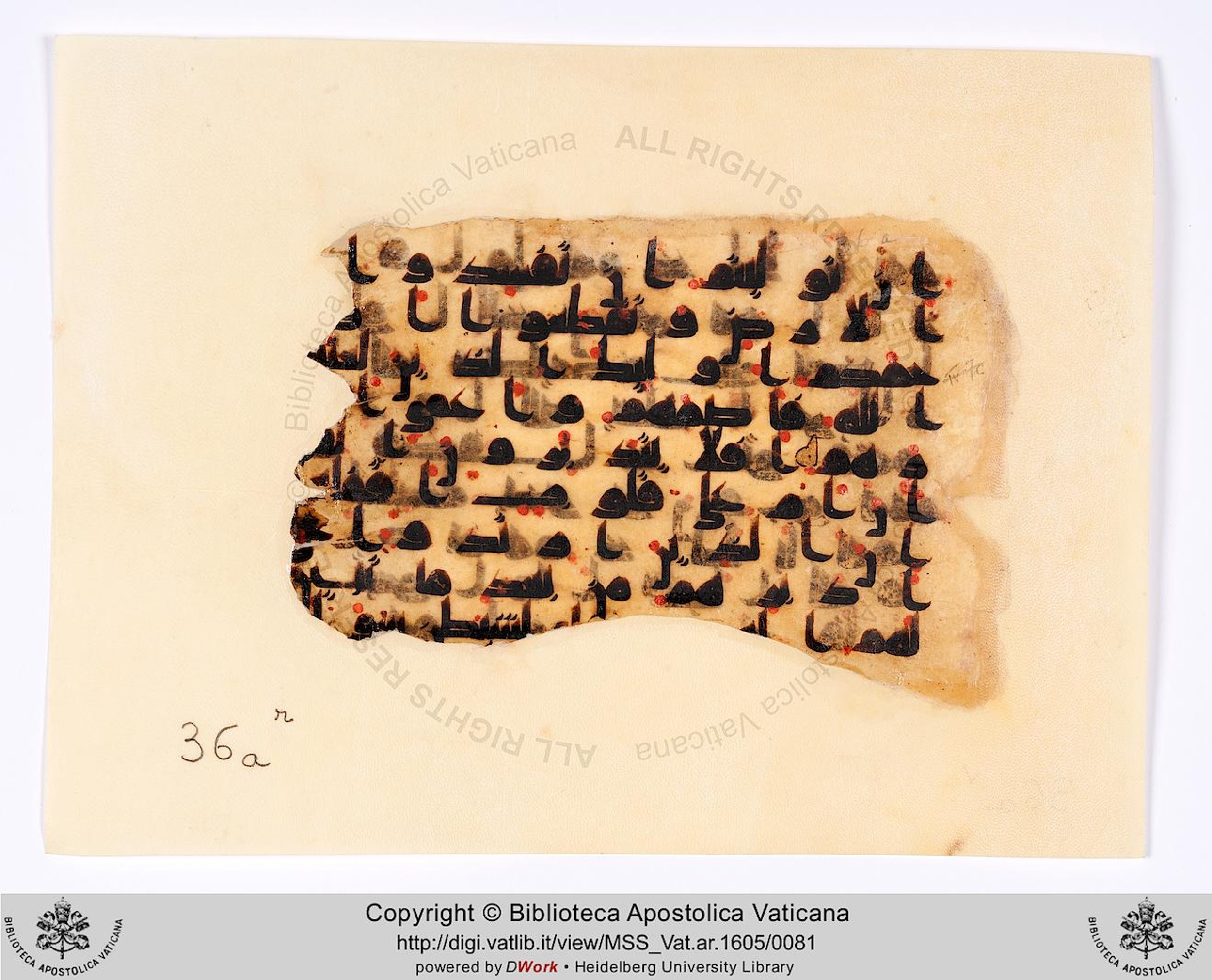 Rome, Biblioteca Apostolica Vaticana, Vat. Ar. 1605 (36), in kūfī D.IV script, showing Surah 47:23 from 8th to 9th Century AD found in Fustat (Old Cairo), Egypt, currently housed at Biblioteca Apostolica Vaticana, Rome