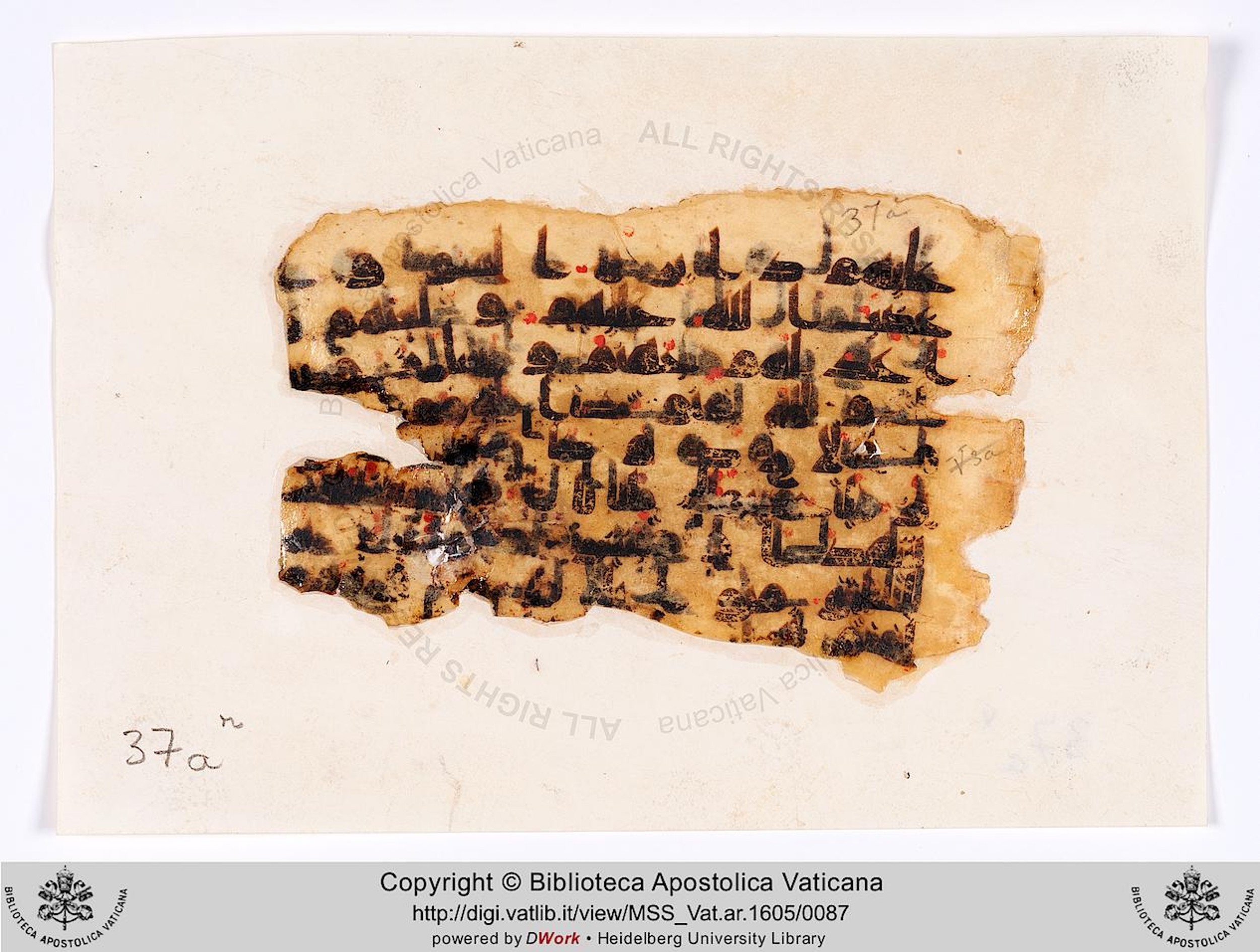 Rome, Biblioteca Apostolica Vaticana, Vat. Ar. 1605 (37), in kūfī D.IV script, showing Surah 48:7 from 8th to 9th Century AD found in Fustat (Old Cairo), Egypt, currently housed at Biblioteca Apostolica Vaticana, Rome