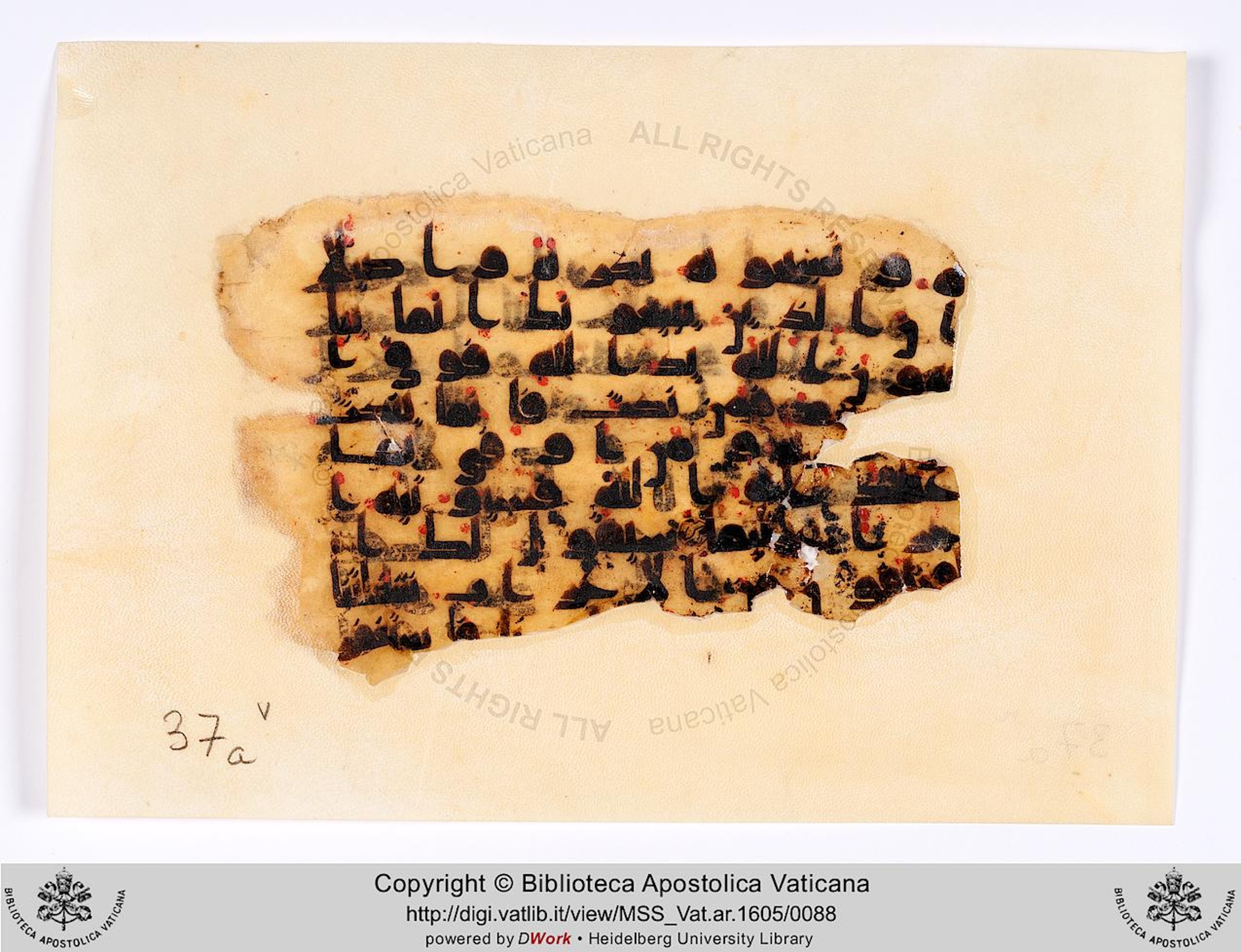 Rome, Biblioteca Apostolica Vaticana, Vat. Ar. 1605 (37) (Scan 2), in kūfī D.IV script, showing Surah 48:9 from 8th to 9th Century AD found in Fustat (Old Cairo), Egypt, currently housed at Biblioteca Apostolica Vaticana, Rome