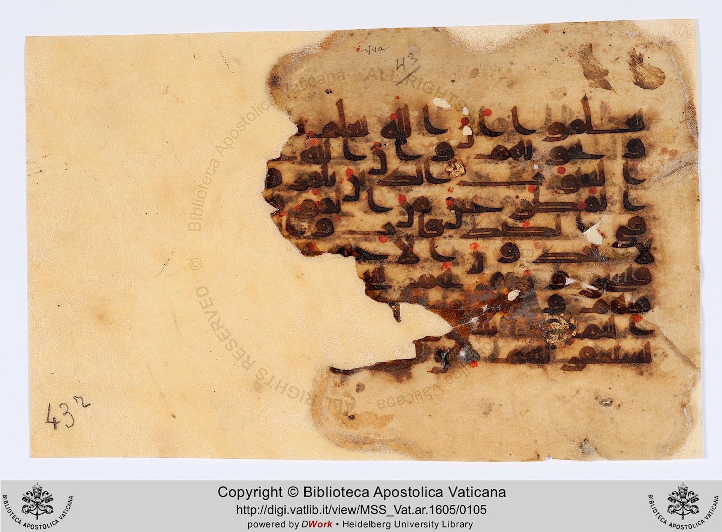 Vat. Ar. 1605 (43) (Scan 1), in kūfī D.II script, showing Surah 9:80 from 8th to 9th Century AD found in Fustat (Old Cairo), Egypt, currently housed at Biblioteca Apostolica Vaticana, Rome