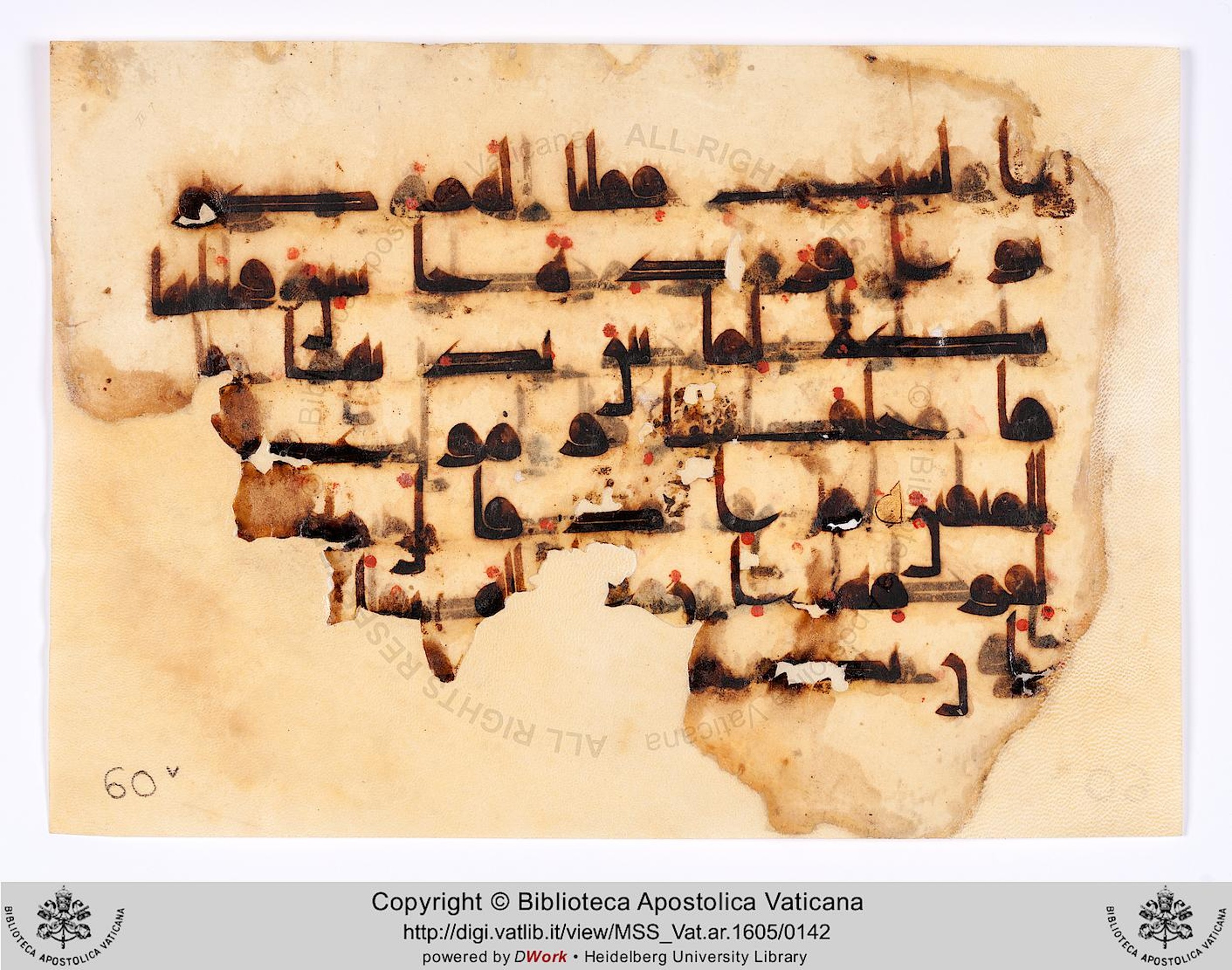 Vat. Ar. 1605 (60) (Scan 2), in kūfī D.II script, showing Surah 2:65 from 8th to 10th Century AD found in Unknown, currently housed at Biblioteca Apostolica Vaticana, Rome