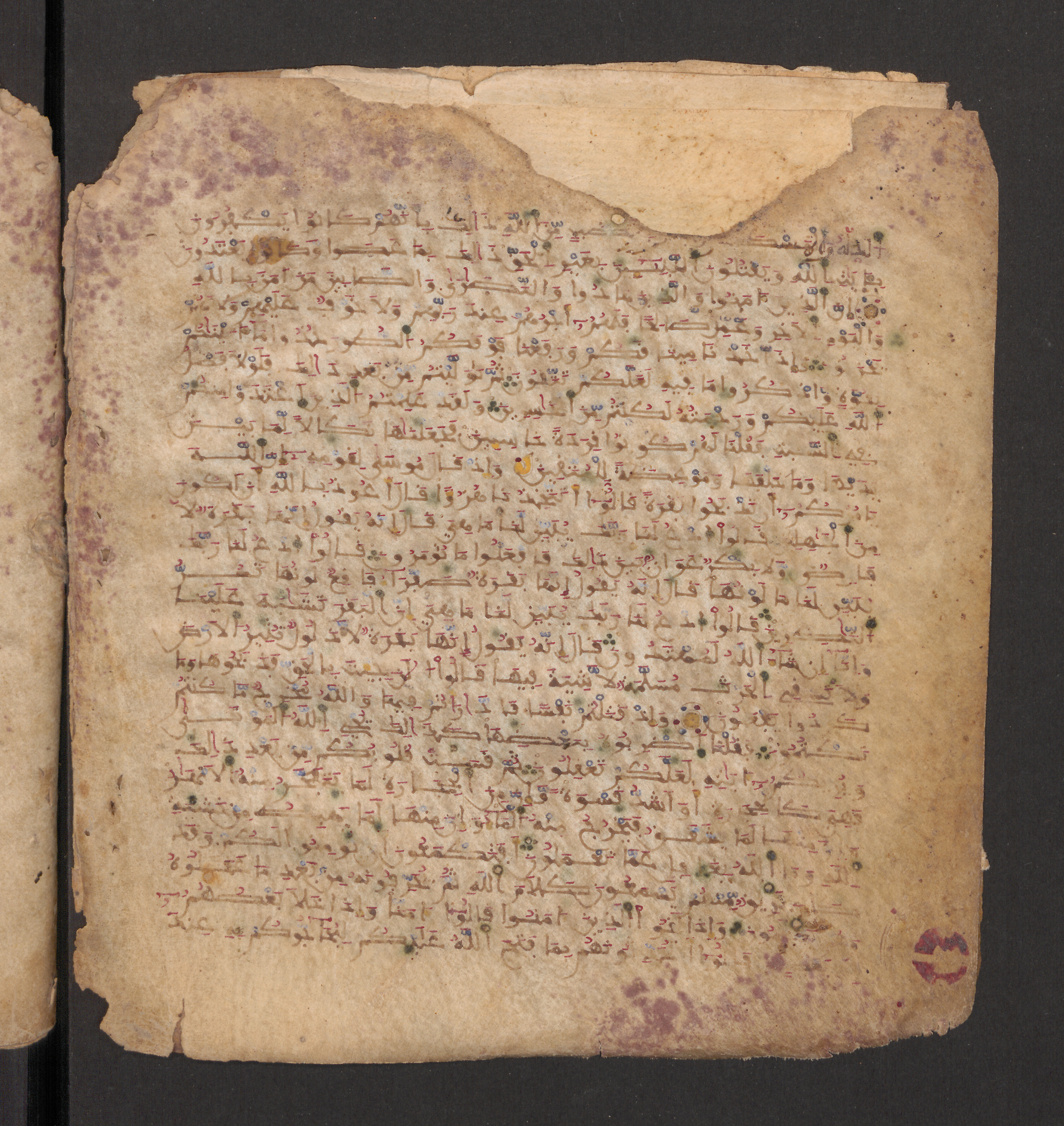 Doha, Qatar National Library, HC.MS.00715, in Maġribī micrography script, showing Surah 2:71 from 11th to 12th Century AD found in Muslim Iberia (al-Andalus), currently housed at Qatar National Library, Doha