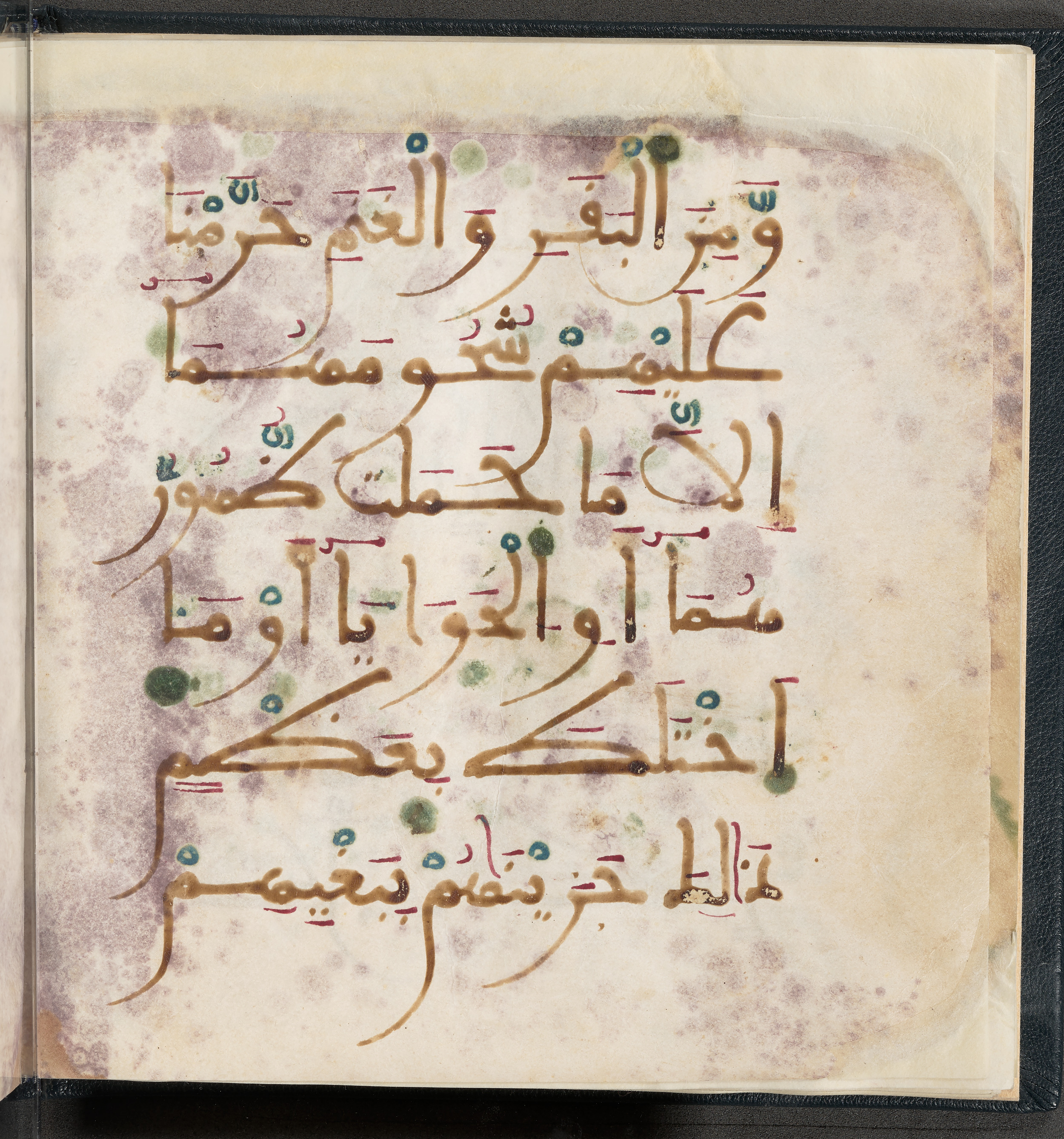 Qatar National Library HC.MS.03150 (Scan 2), in Large Maġribī mabsūṭ script, showing Surah 6:146 from First half of the 14th Century AD found in Northwest Africa (Maghreb) or al-Andalus, currently housed at Qatar National Library, Doha