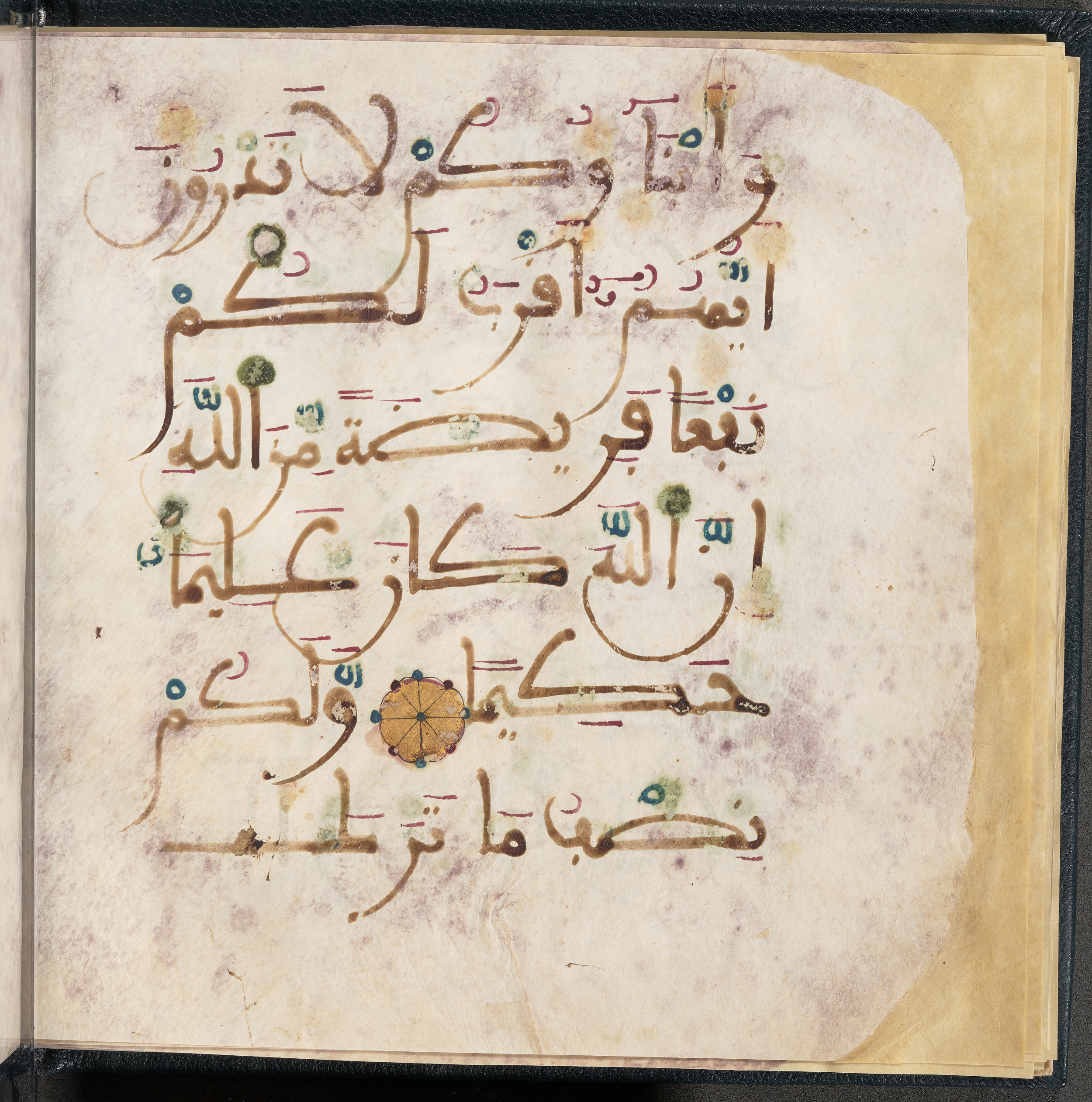 Qatar National Library HC.MS.03150 (Scan 1), in Large Maġribī mabsūṭ script, showing Surah 4:12 from First half of the 14th Century AD found in Northwest Africa (Maghreb) or al-Andalus, currently housed at Qatar National Library, Doha