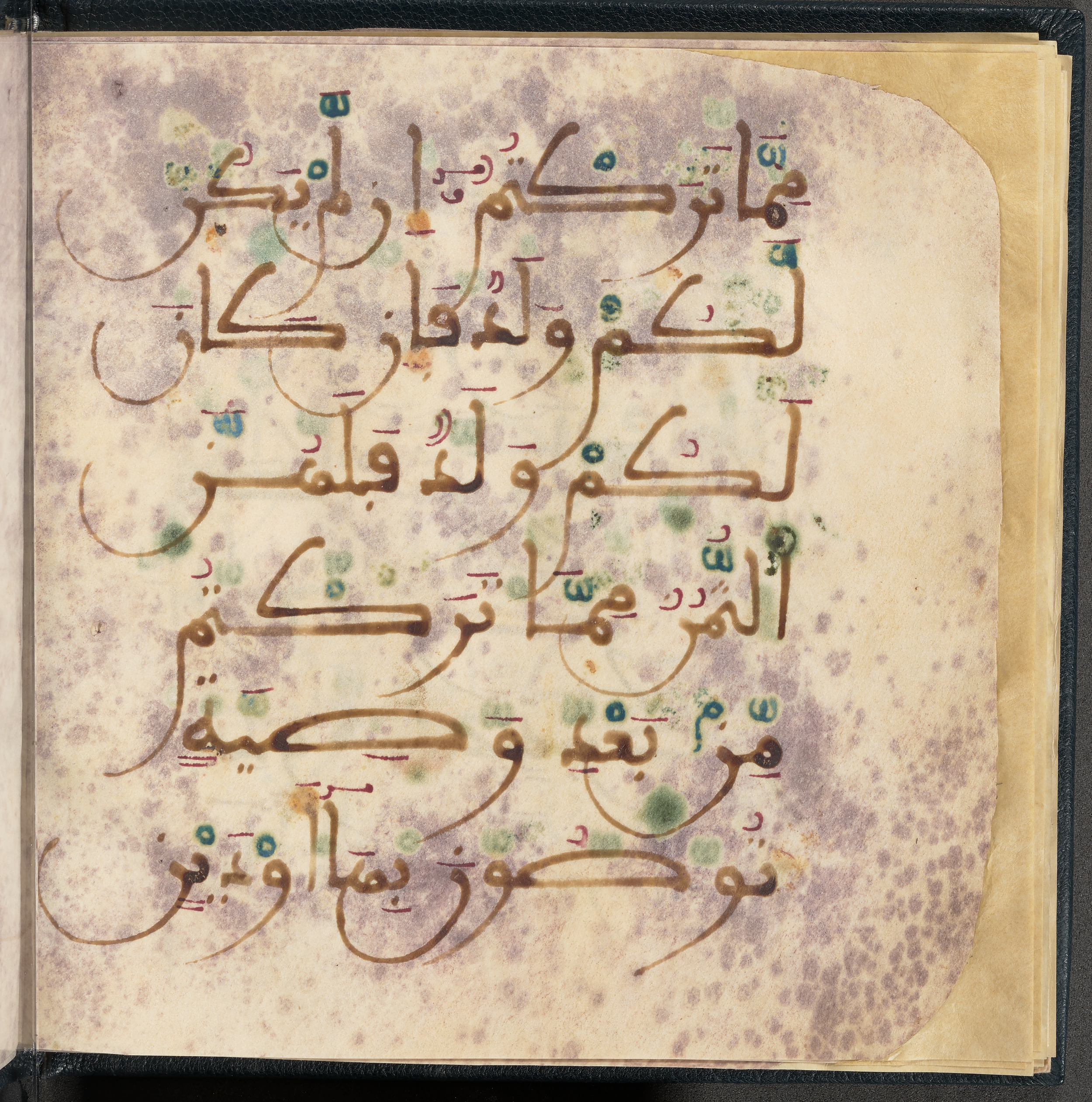 Qatar National Library HC.MS.03150 (Scan 3), in Large Maġribī mabsūṭ script, showing Surah 4:12 from First half of the 14th Century AD found in Northwest Africa (Maghreb) or al-Andalus, currently housed at Qatar National Library, Doha