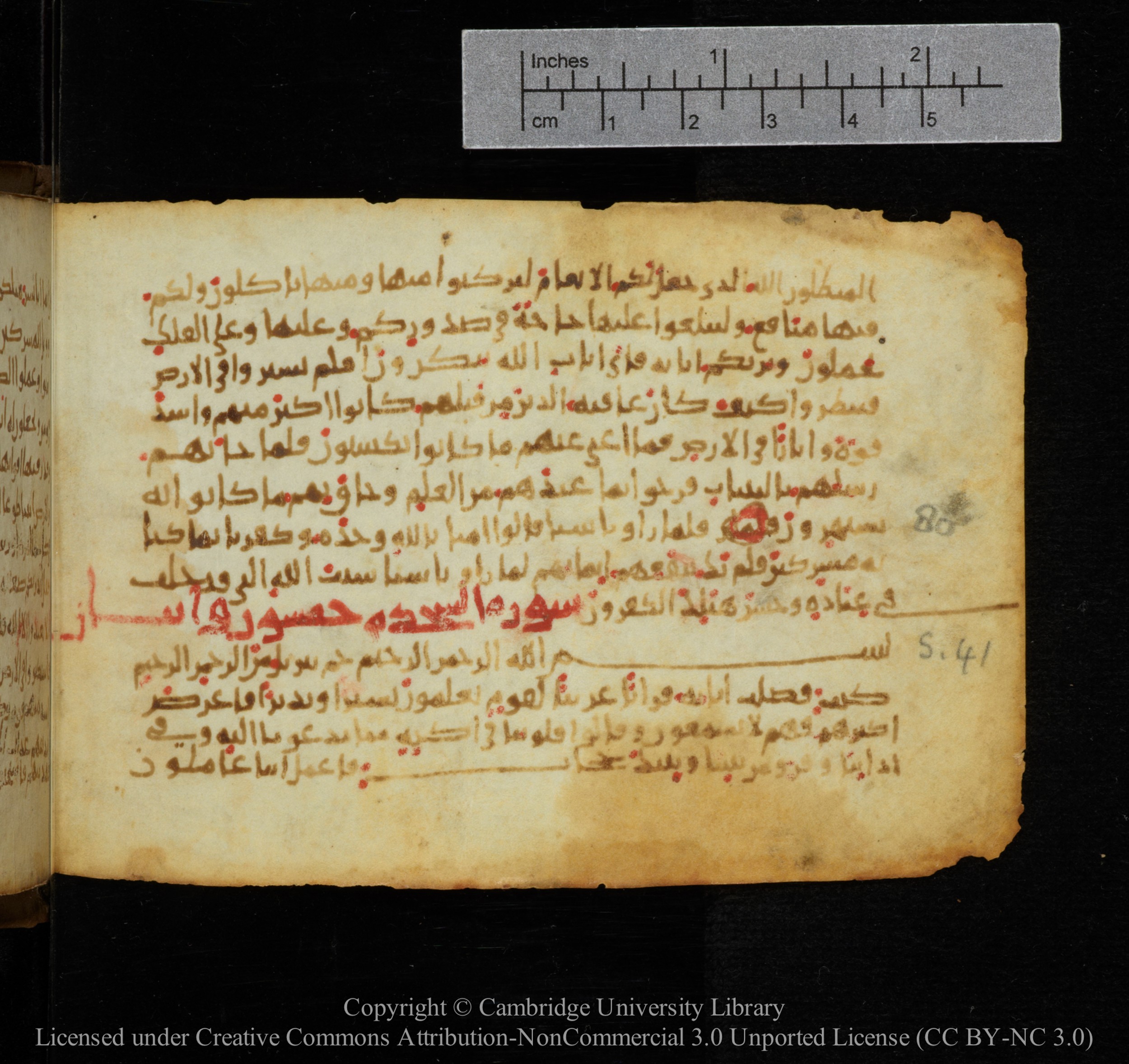 Cambridge, Cambridge University Library, MS Add.1141, in kūfī script, showing Surah 41:2 from 10th to 12th Century AD found in Sinai Peninsula, currently housed at Cambridge University Library, Cambridge