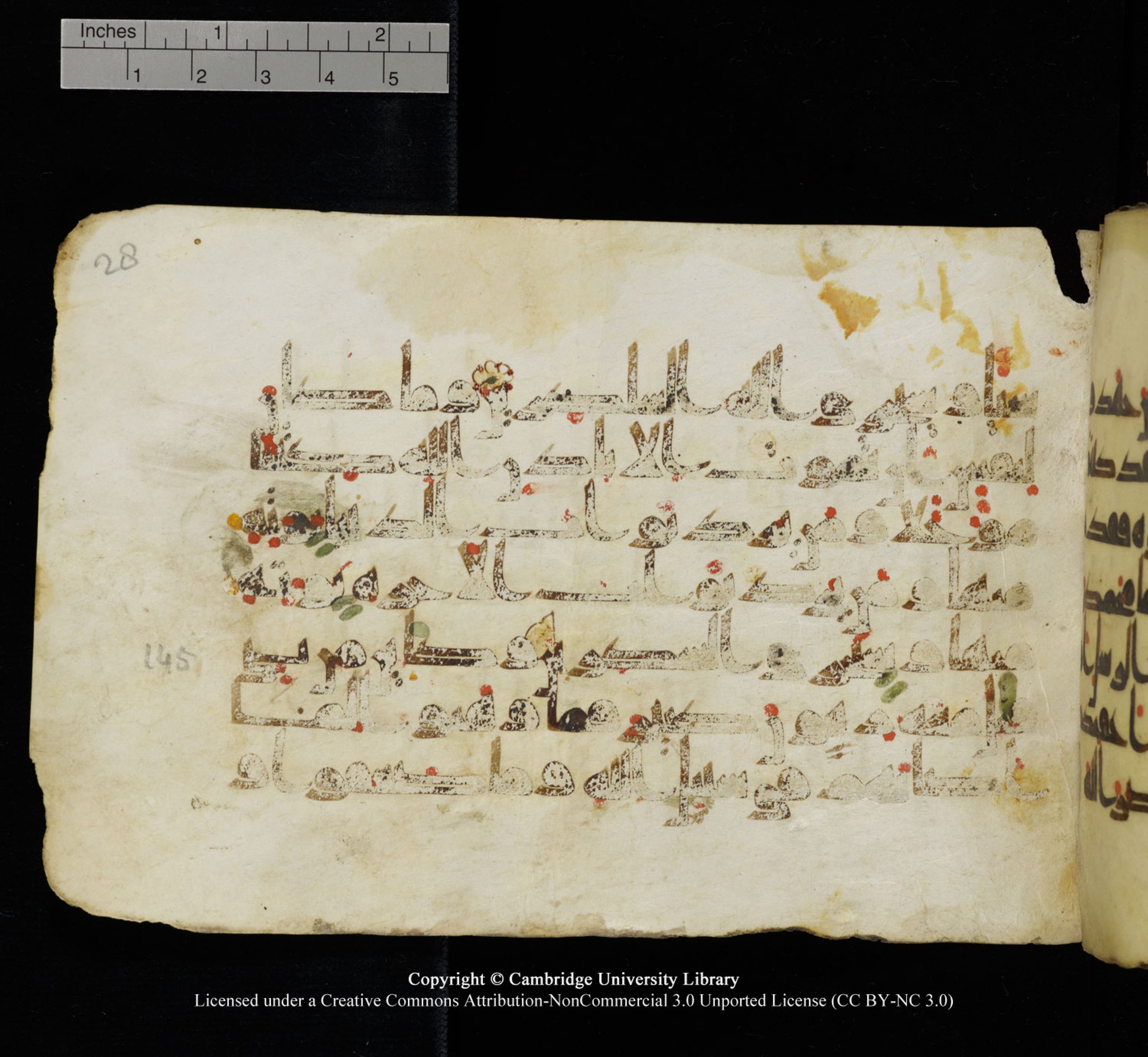 Cambridge University Library, MS Add.1115 (Scan 2), in kūfī D Va script, showing Surah 3:144 from 9th or 10th Century AD found in Sinai Peninsula, currently housed at Cambridge University Library, Cambridge