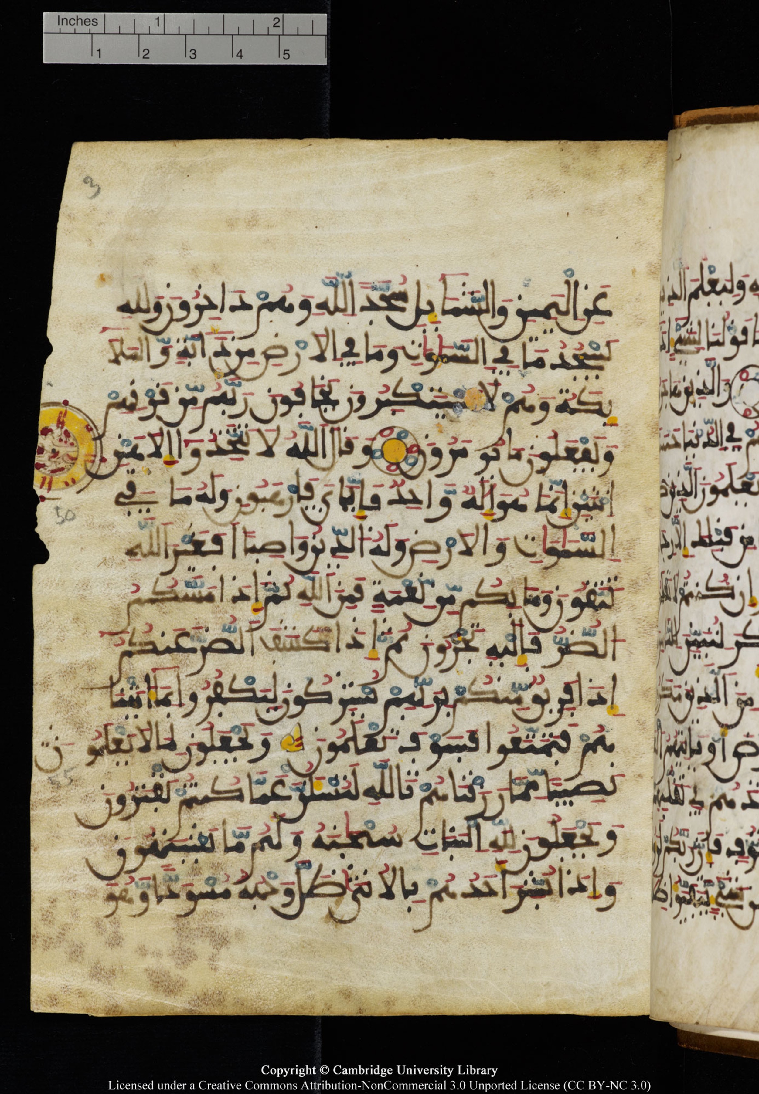Cambridge University Library MS Add.1131, in Maġribī round script script, showing Surah 16:53 from Late 11th / 12th Century AD found in Sinai Peninsula (originating in al-Andalus), currently housed at Cambridge University Library, Cambridge