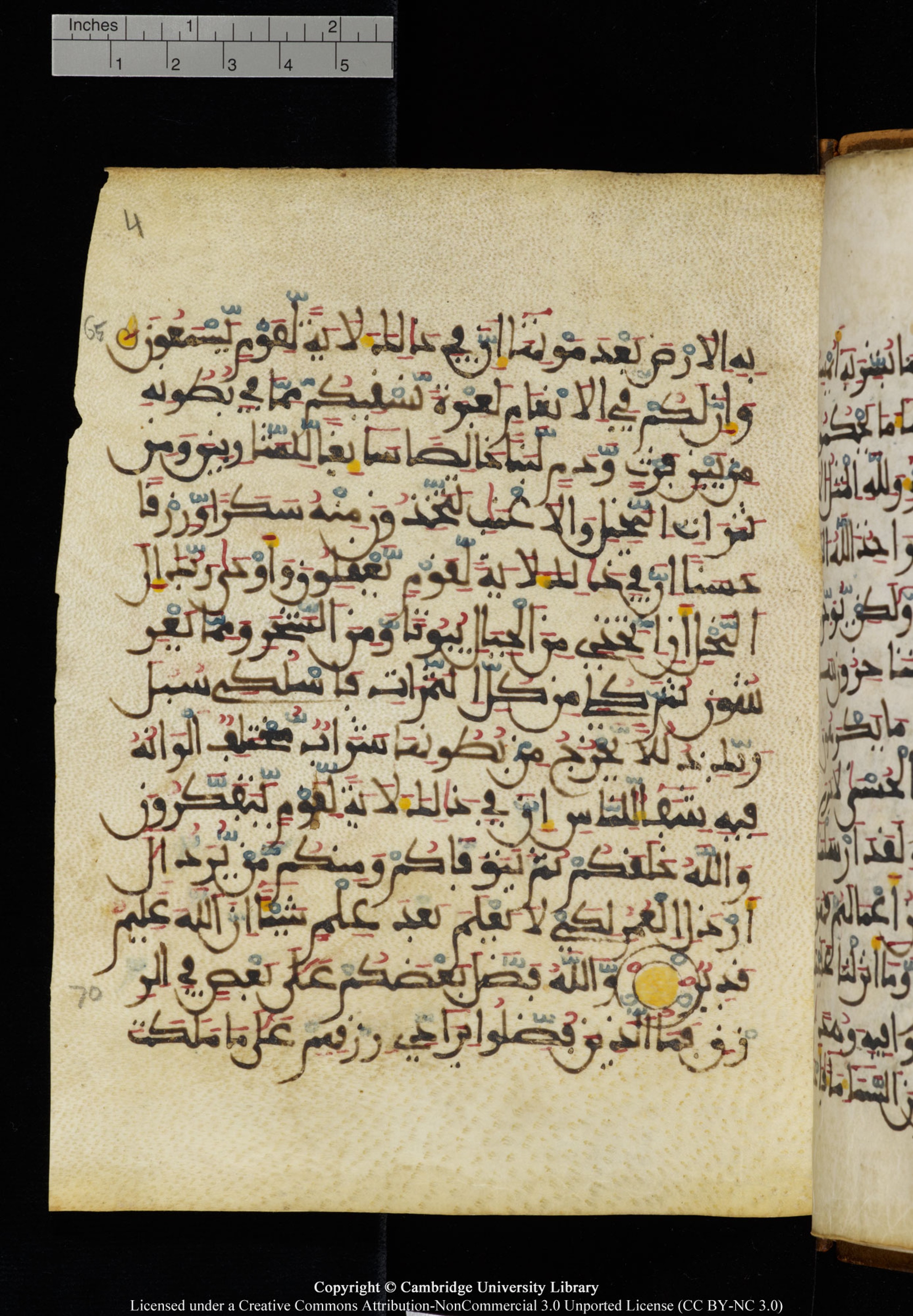 Cambridge University Library MS Add.1131 (Scan 1), in Maġribī round script script, showing Surah 16:71 from Late 11th / 12th Century AD found in Sinai Peninsula (originating in al-Andalus), currently housed at Cambridge University Library, Cambridge