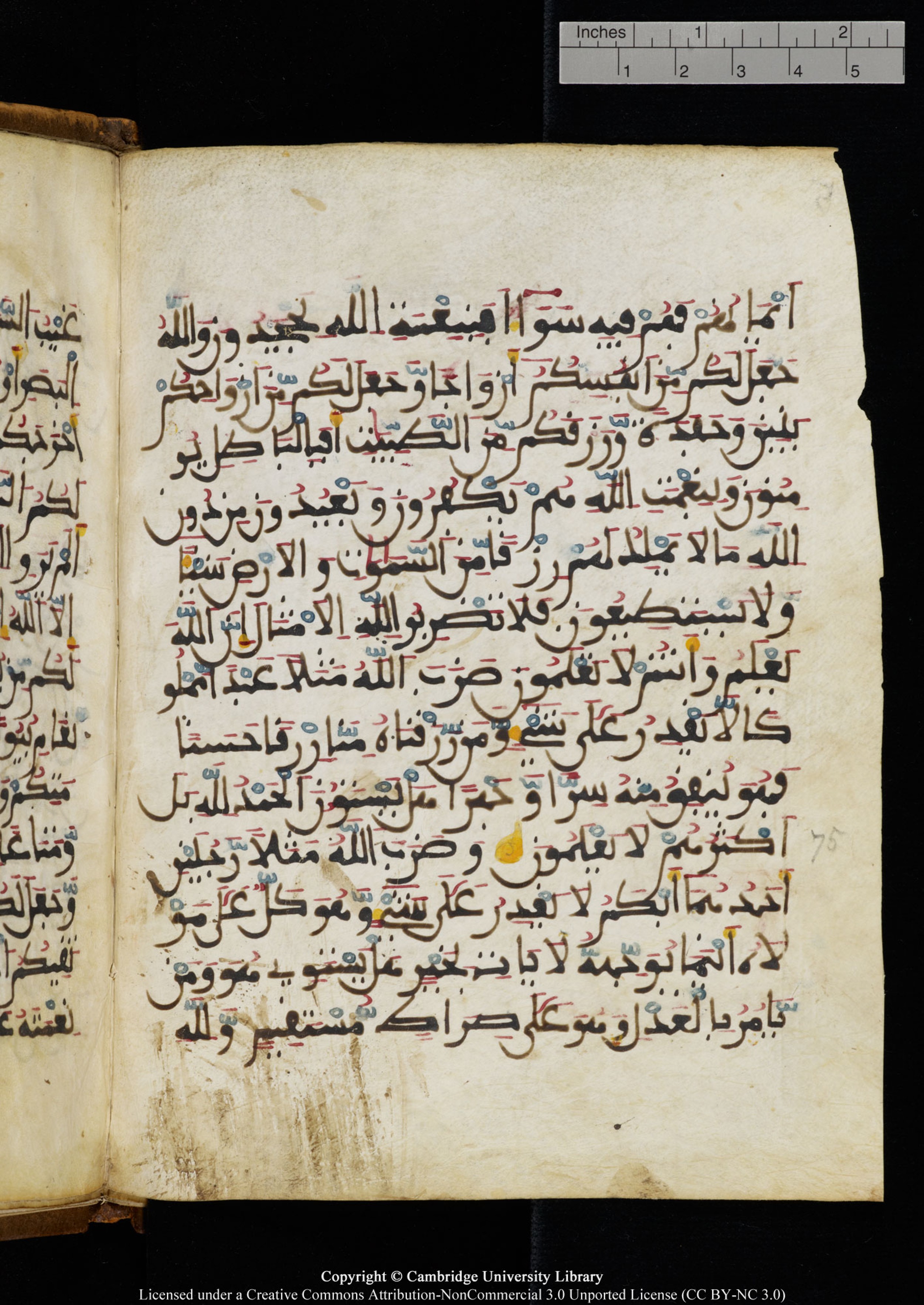 Cambridge University Library MS Add.1131 (Scan 2), in Maġribī round script script, showing Surah 16:71 from Late 11th / 12th Century AD found in Sinai Peninsula (originating in al-Andalus), currently housed at Cambridge University Library, Cambridge