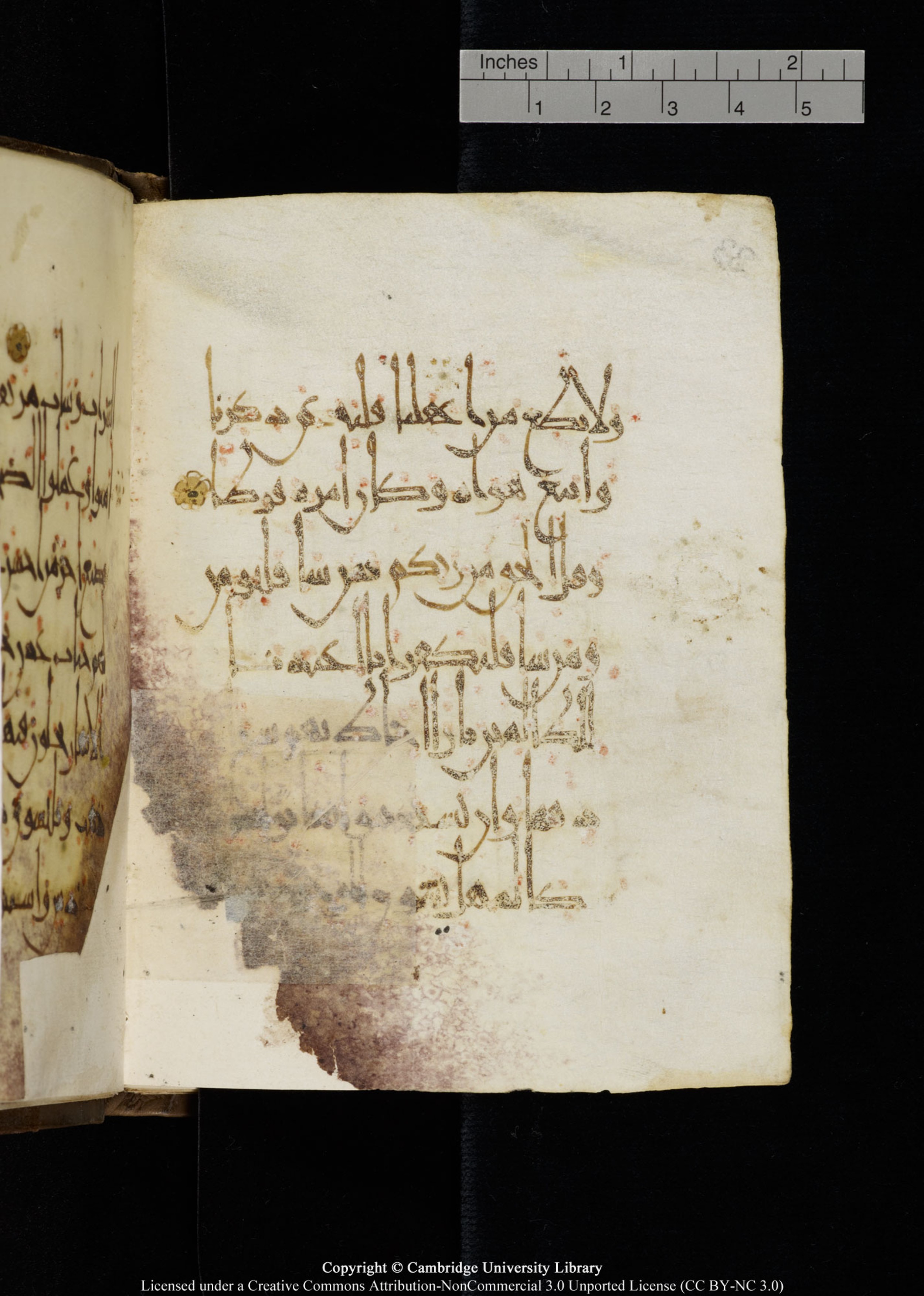 Cambridge, Cambridge University Library, MS Add.1134 (Scan 2), in maġribī script, showing Surah 18:28 from 10th Century AD found in Sinai Peninsula, currently housed at Cambridge University Library, Cambridge
