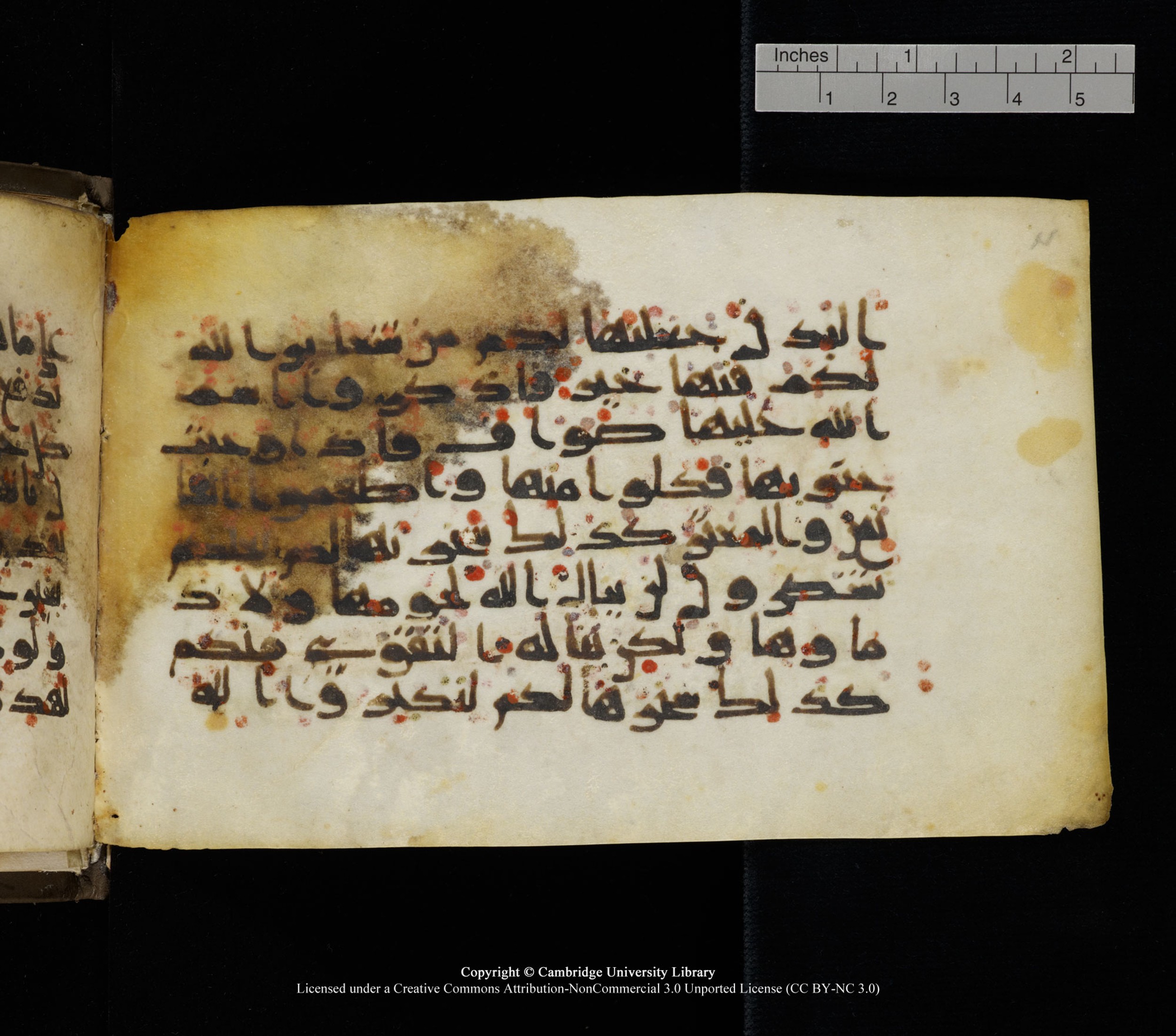 Cambridge, Cambridge University Library, MS Add.1136 (Scan 2), in Kūfī D script, showing Surah 22:36 from 9th or 10th Century AD found in Sinai Peninsula, currently housed at Cambridge University Library, Cambridge