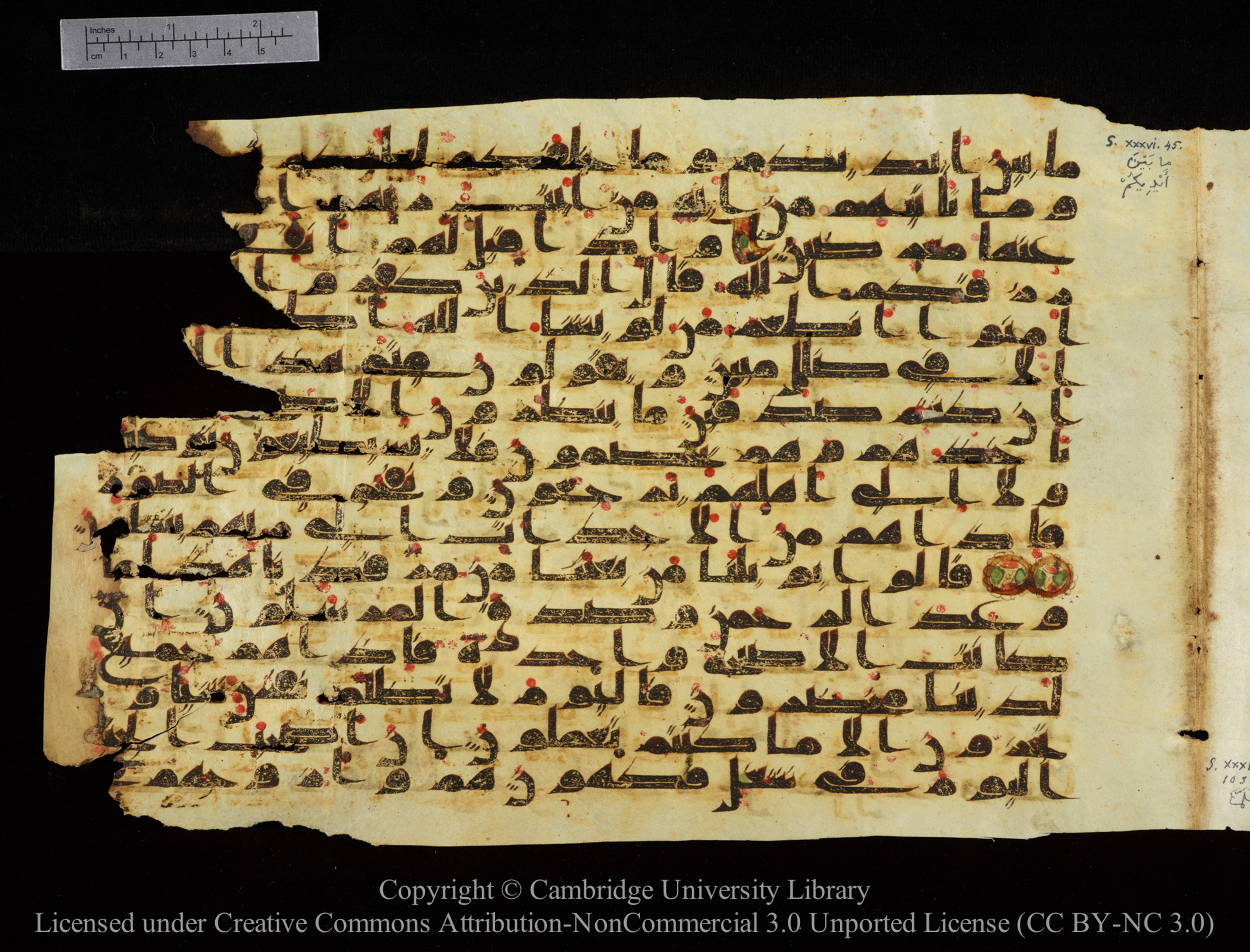 Cambridge University Library, MS Add.1147, in kūfī C II script, showing Surah 36:49 from 9th or 10th Century AD found in Sinai Peninsula, currently housed at Cambridge University Library, Cambridge
