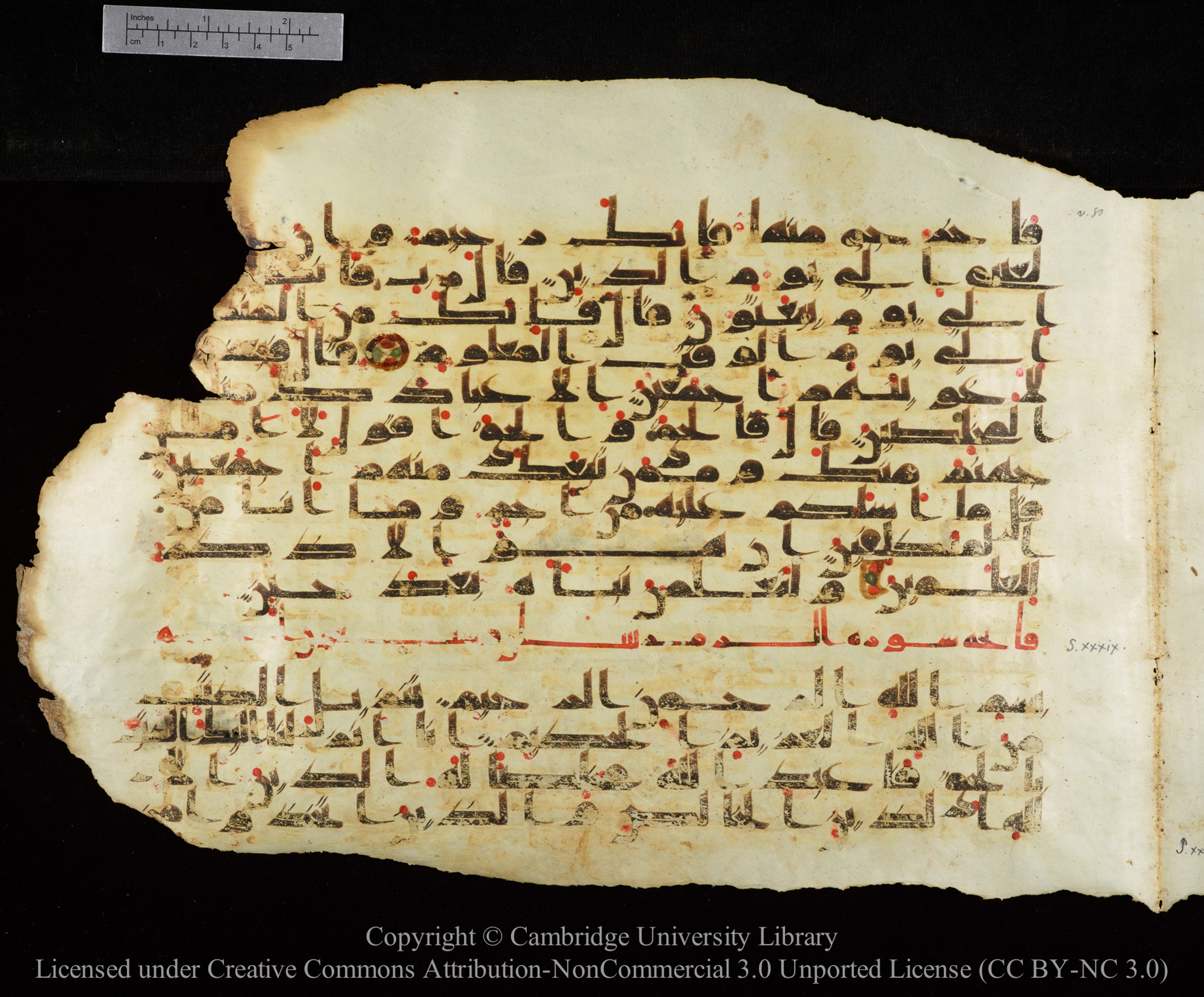 Cambridge University Library, MS Add.1147 (Scan 1), in kūfī C II script, showing Surah 39:3 from 9th or 10th Century AD found in Sinai Peninsula, currently housed at Cambridge University Library, Cambridge
