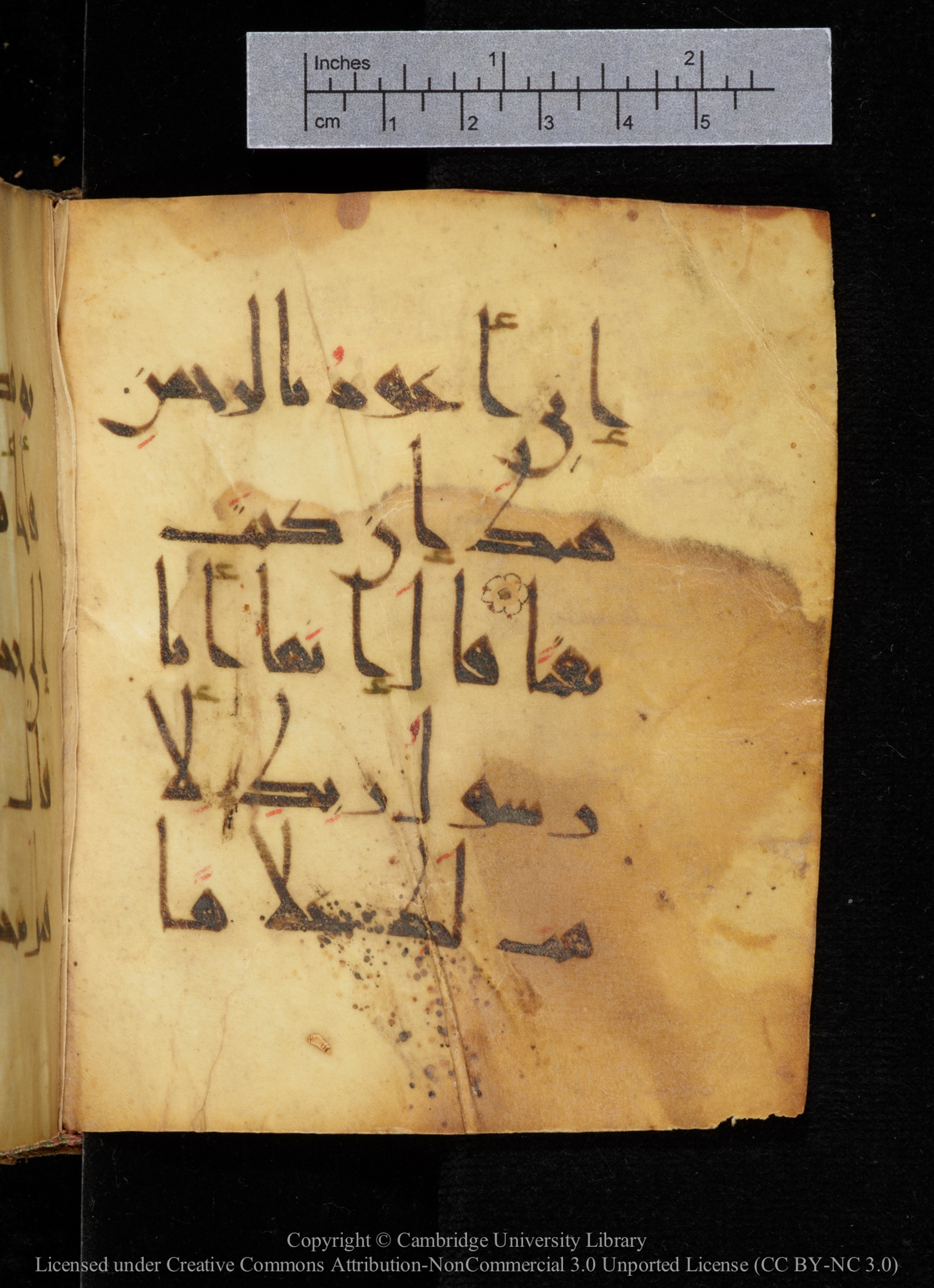 Cambridge, Cambridge University Library, MS Add.2964 (Scan 2), in New Style I script, showing Surah 19:18 from 10th to 11th Century AD found in Unknown, currently housed at Cambridge University Library, Cambridge