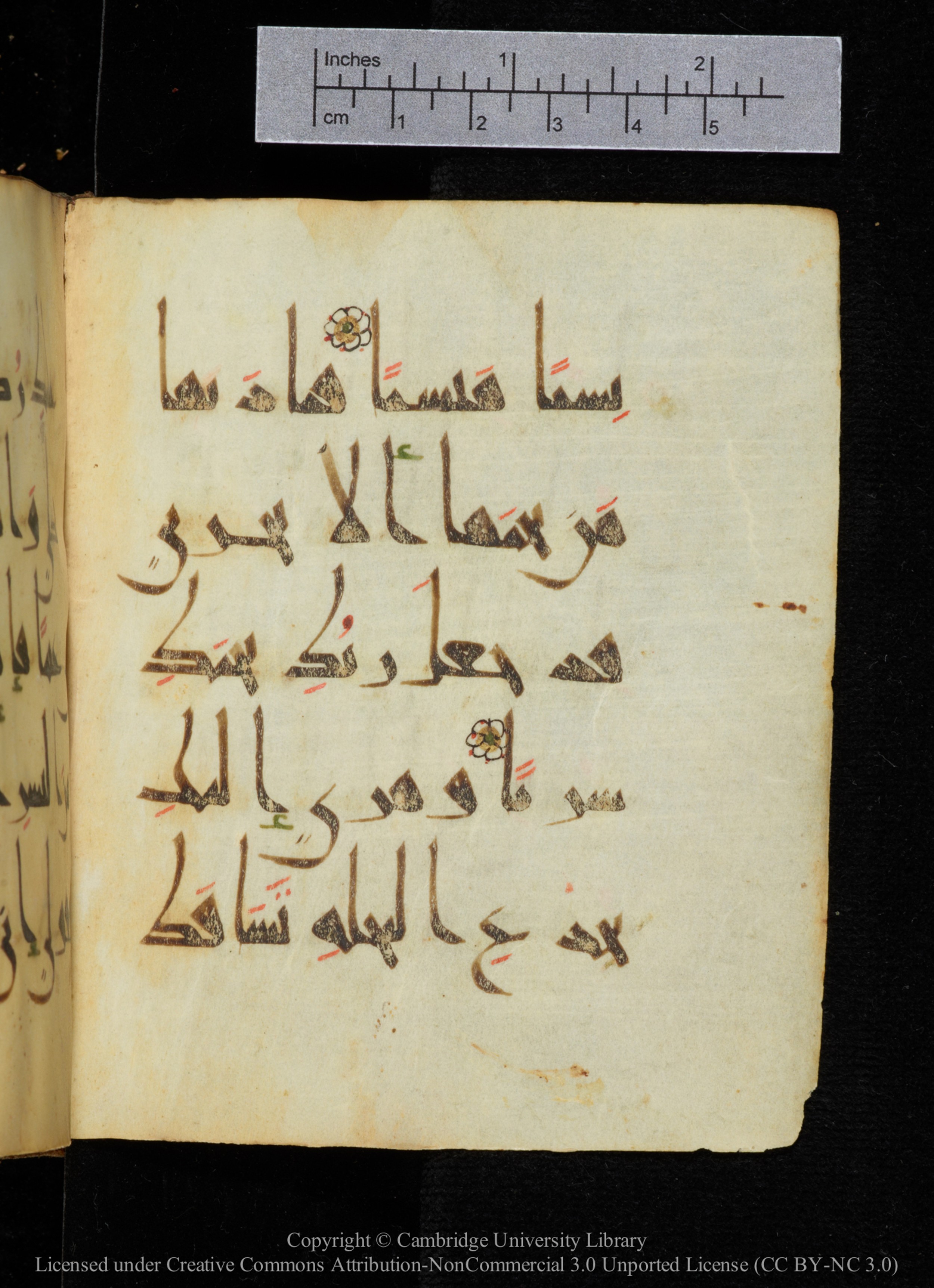 Cambridge, Cambridge University Library, MS Add.2964 (Scan 2), in New Style I script, showing Surah 19:23 from 10th to 11th Century AD found in Unknown, currently housed at Cambridge University Library, Cambridge